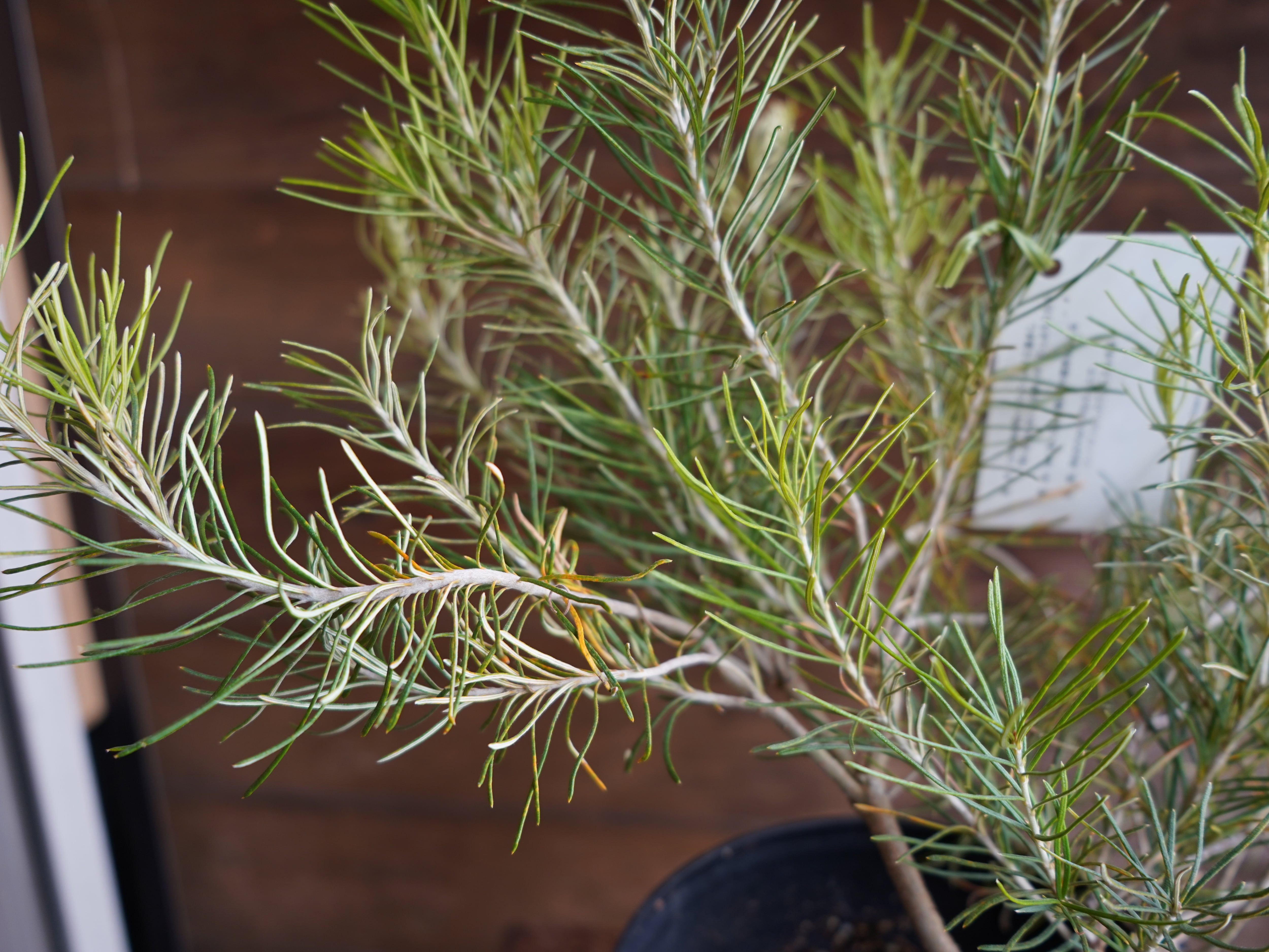 【現物】バンクシア ”レプトフィラ” A