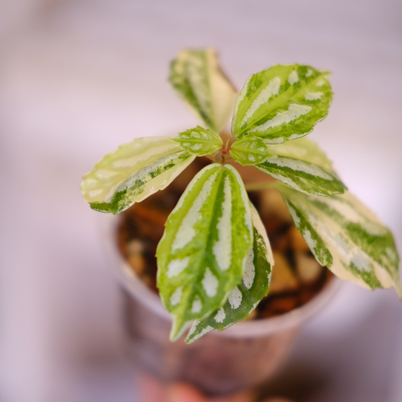 Pilea cadierei variegated│ピレア カディエレイ 斑入│観葉植物
