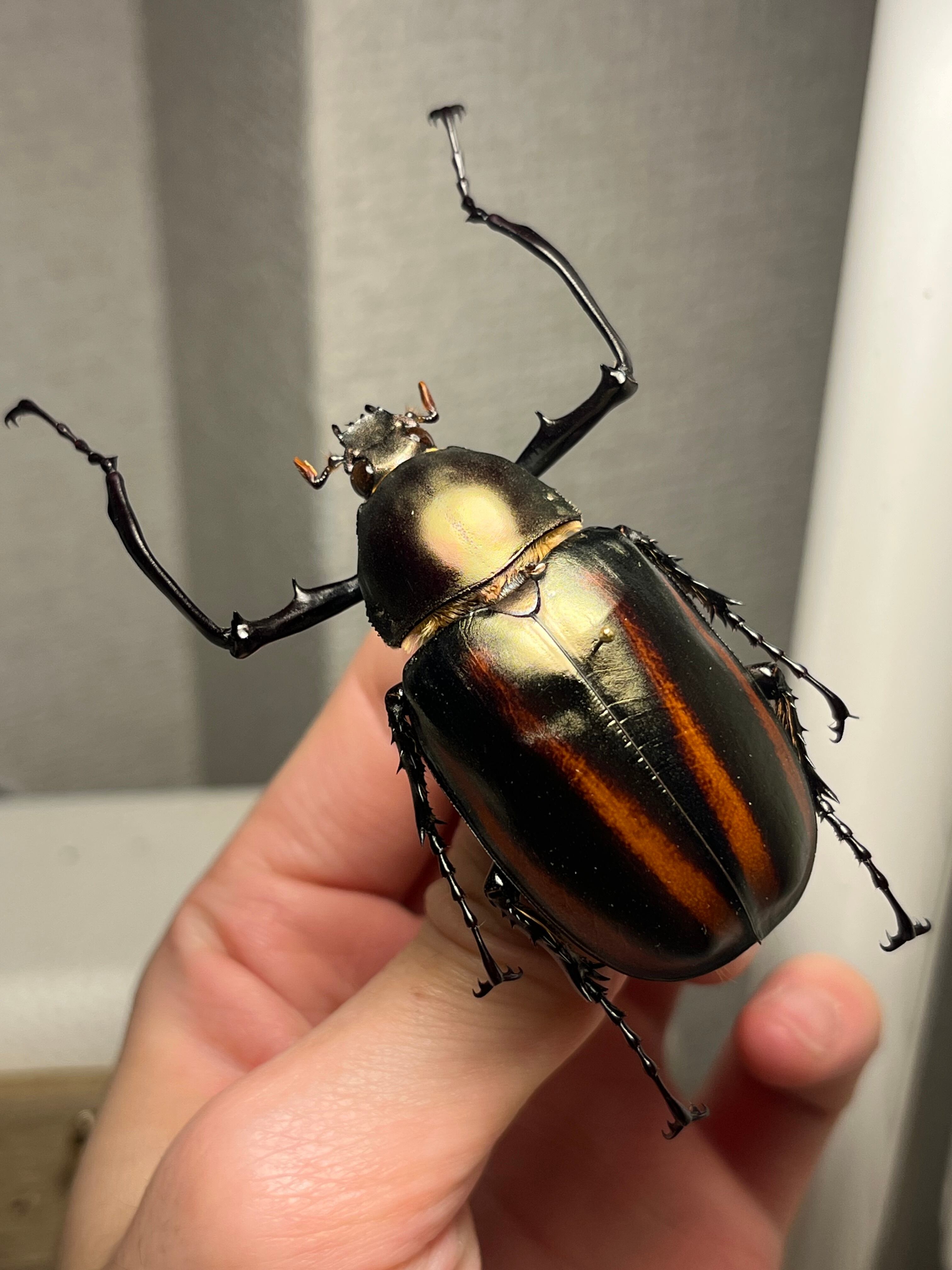 手長黄金最高峰】セスジドウナガテナガコガネ ♂標本 プラチナコガネ