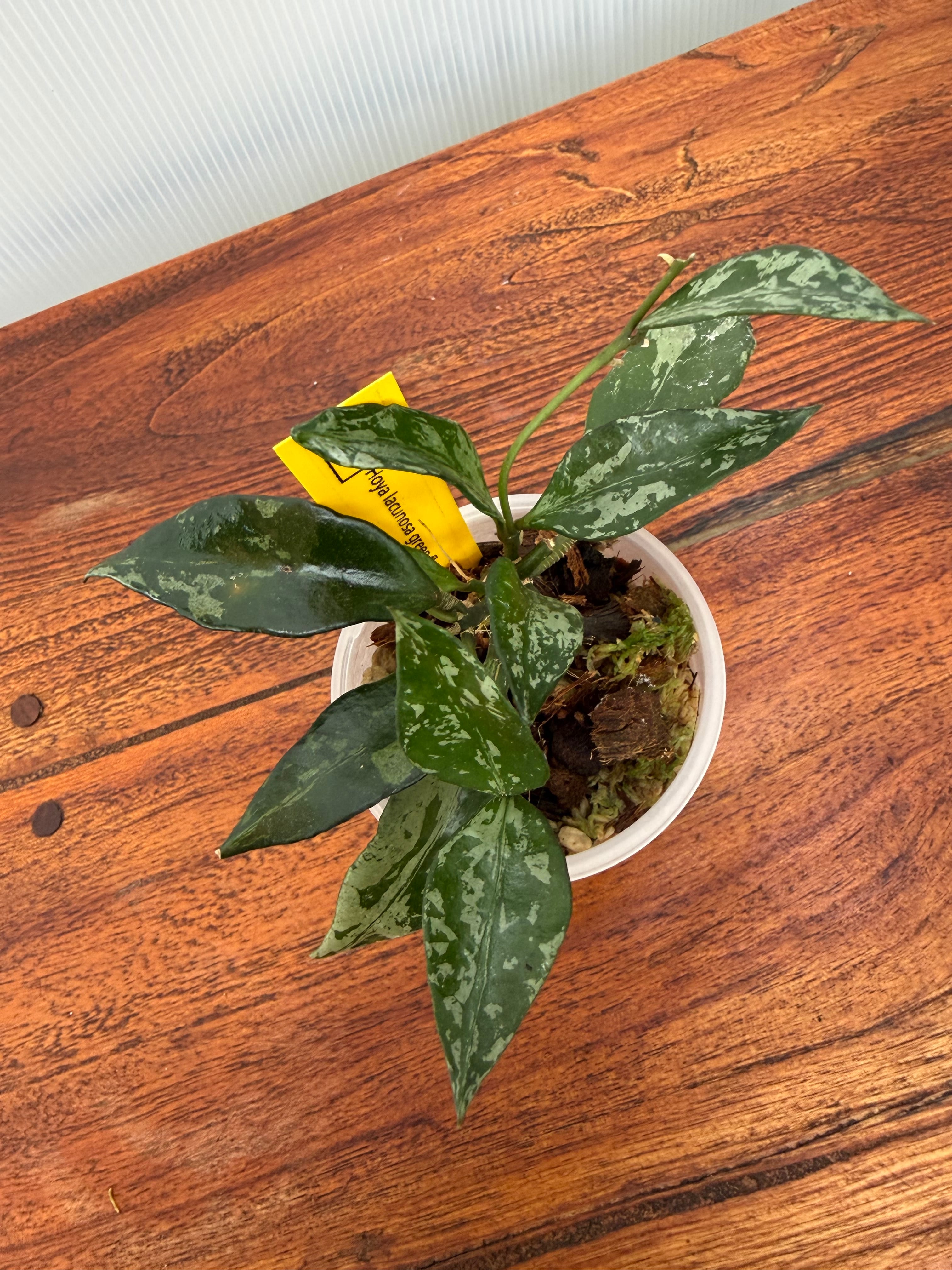Hoya | BALI-AN 園芸