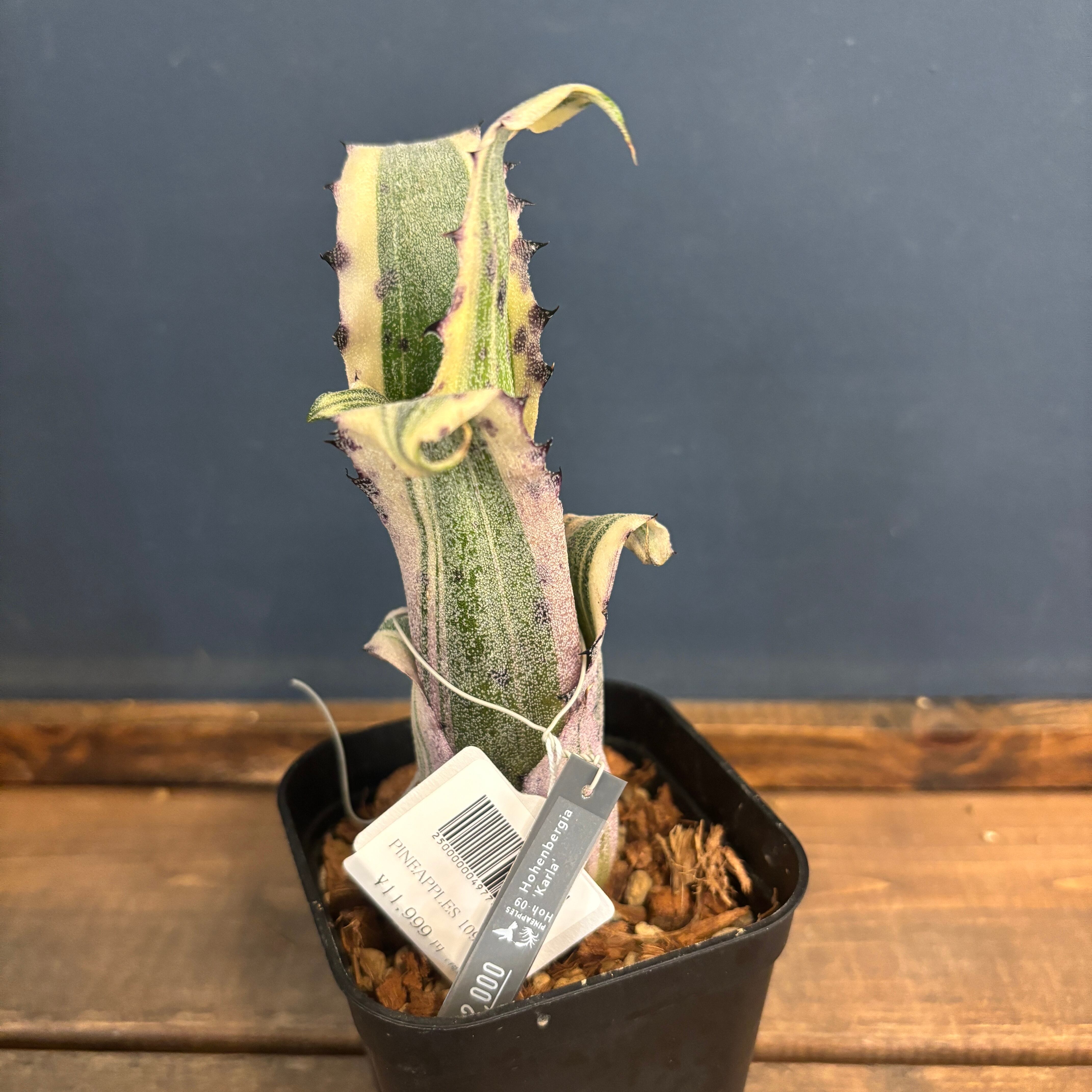 ホヘンベルギア カーラ 最高株 Lサイズ‼️締まり良し サ