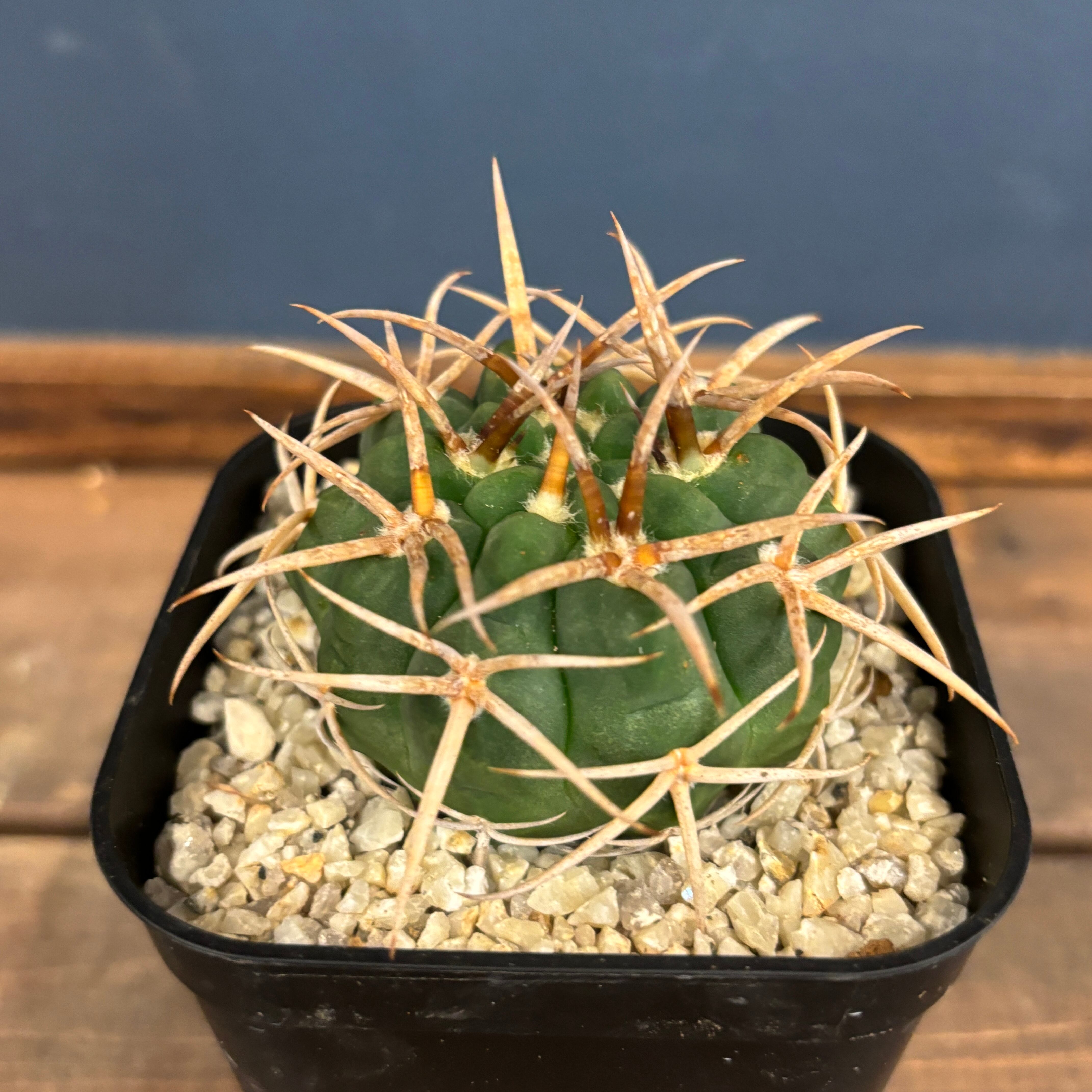 サボテン ギムノカリキュウム フェロシオール【004】 | PROTOLEAF