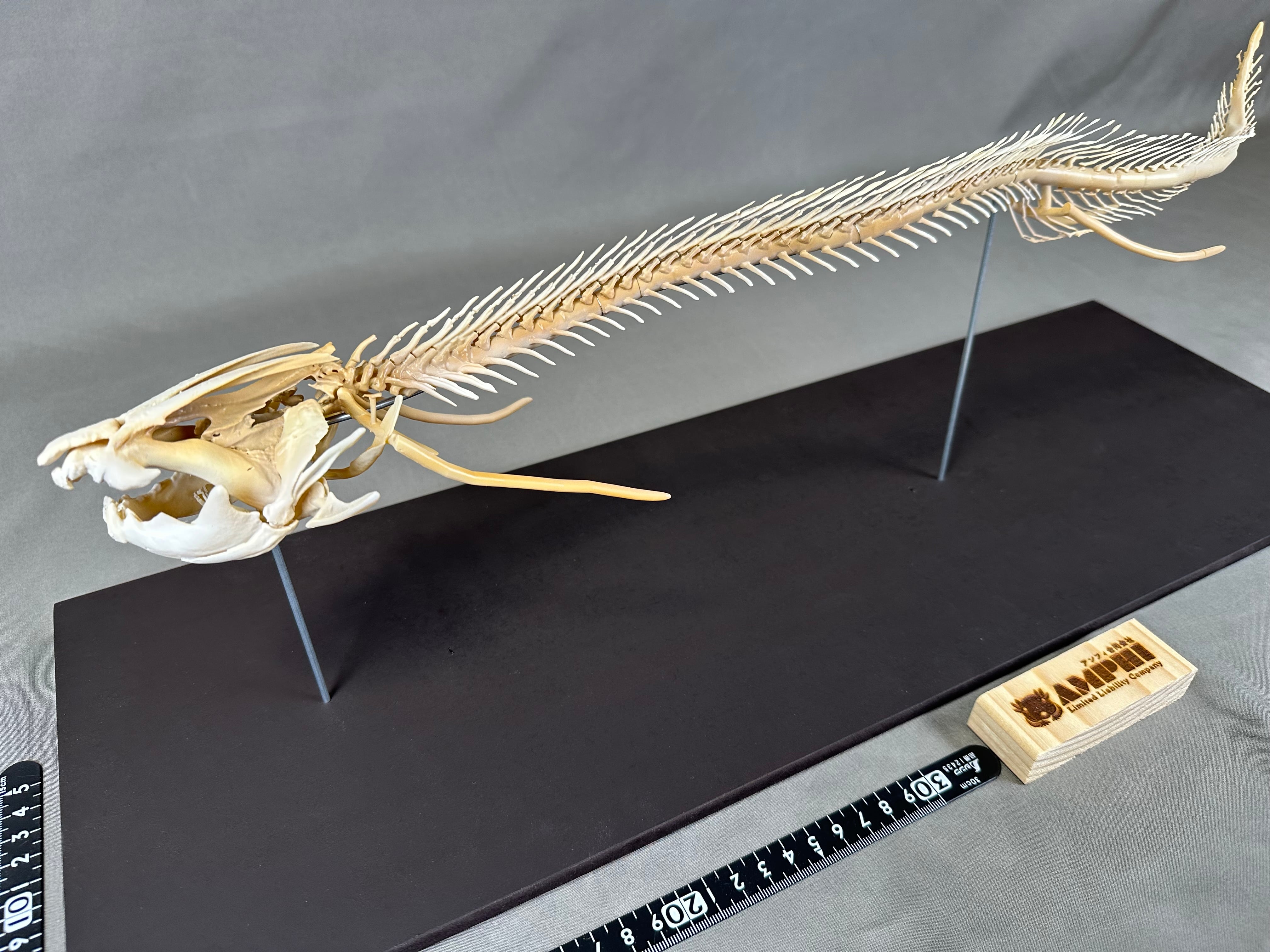 プロトプテルス・アネクテンス（Protopterus annectens）等倍全身骨格