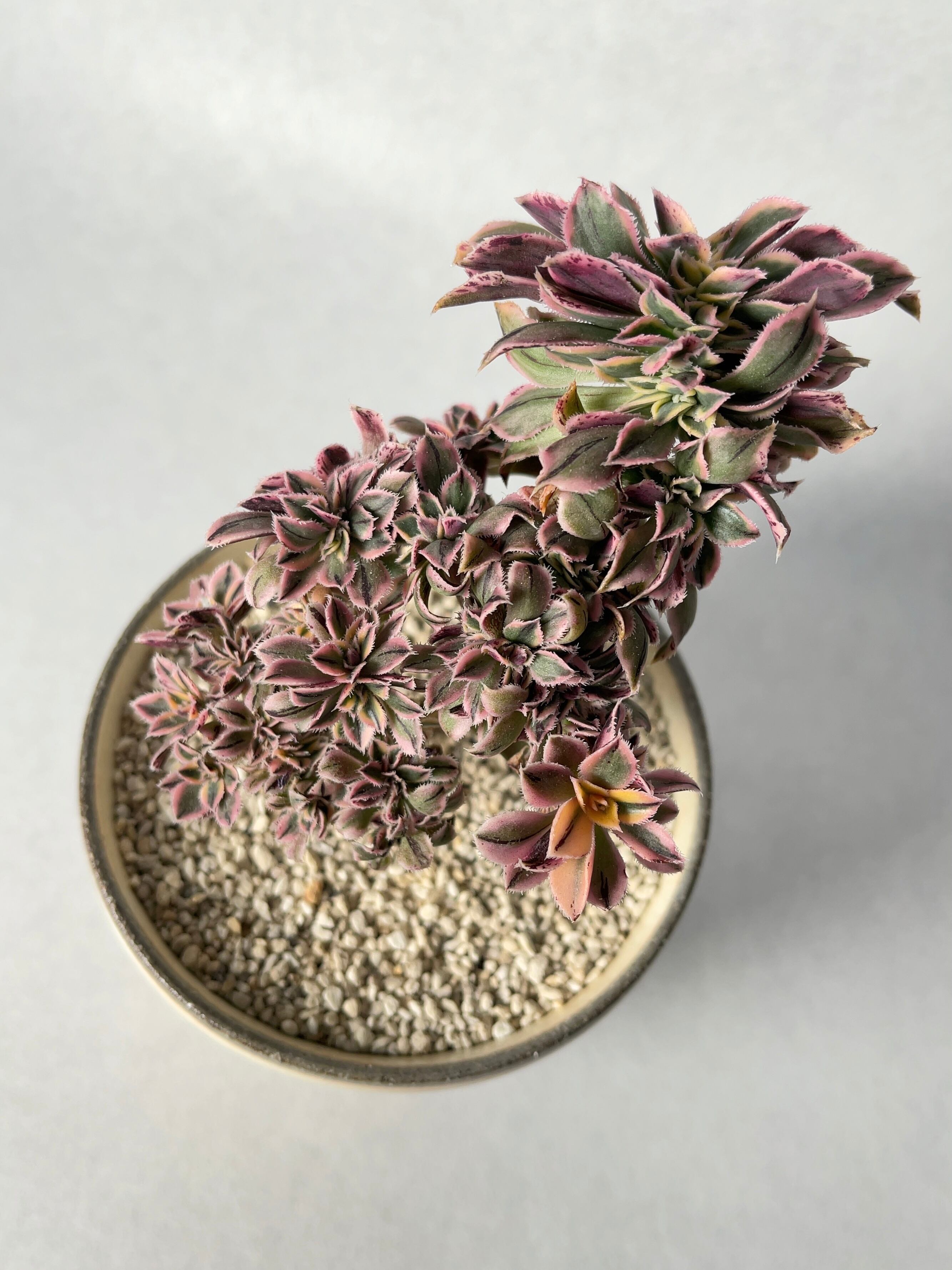 アエオニウム・サンバースト綴化 | trigger