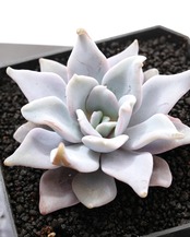 【PREMIUM】 鉢植え クイーンクラウン Echeveria 'Queen Crown'