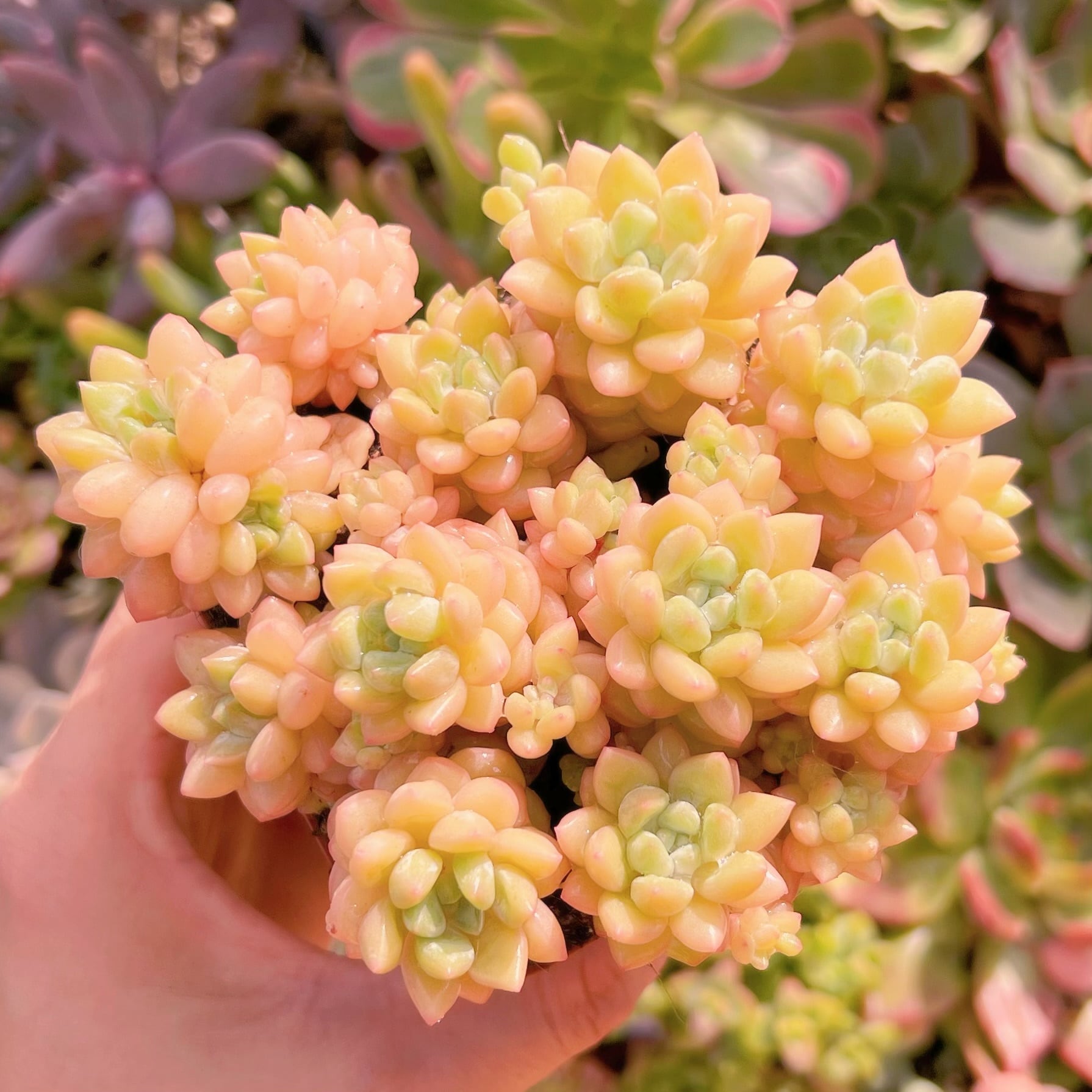 現品　ピンクパールsp#620　るる農園