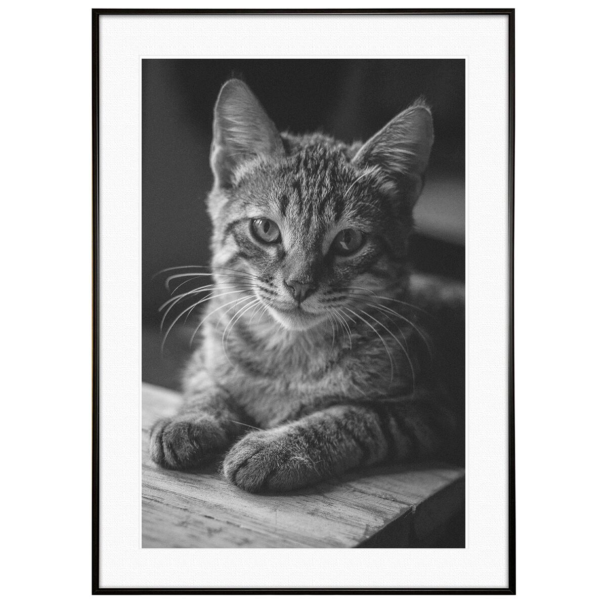 動物写真 猫のまなざし インテリア モノクロアートポスター額装 AS4606