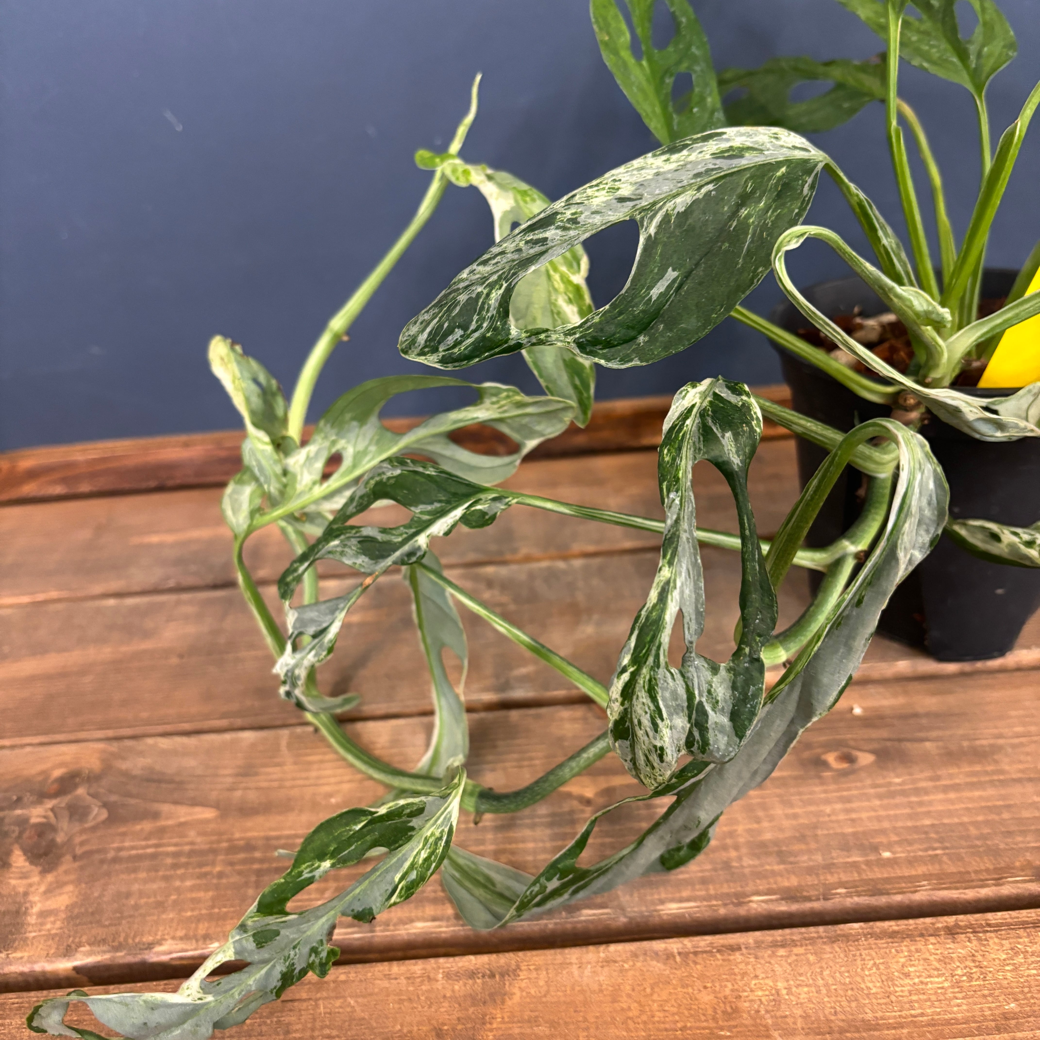 モンステラ アダンソニー ミント斑【158】 | PROTOLEAF プロトリーフ