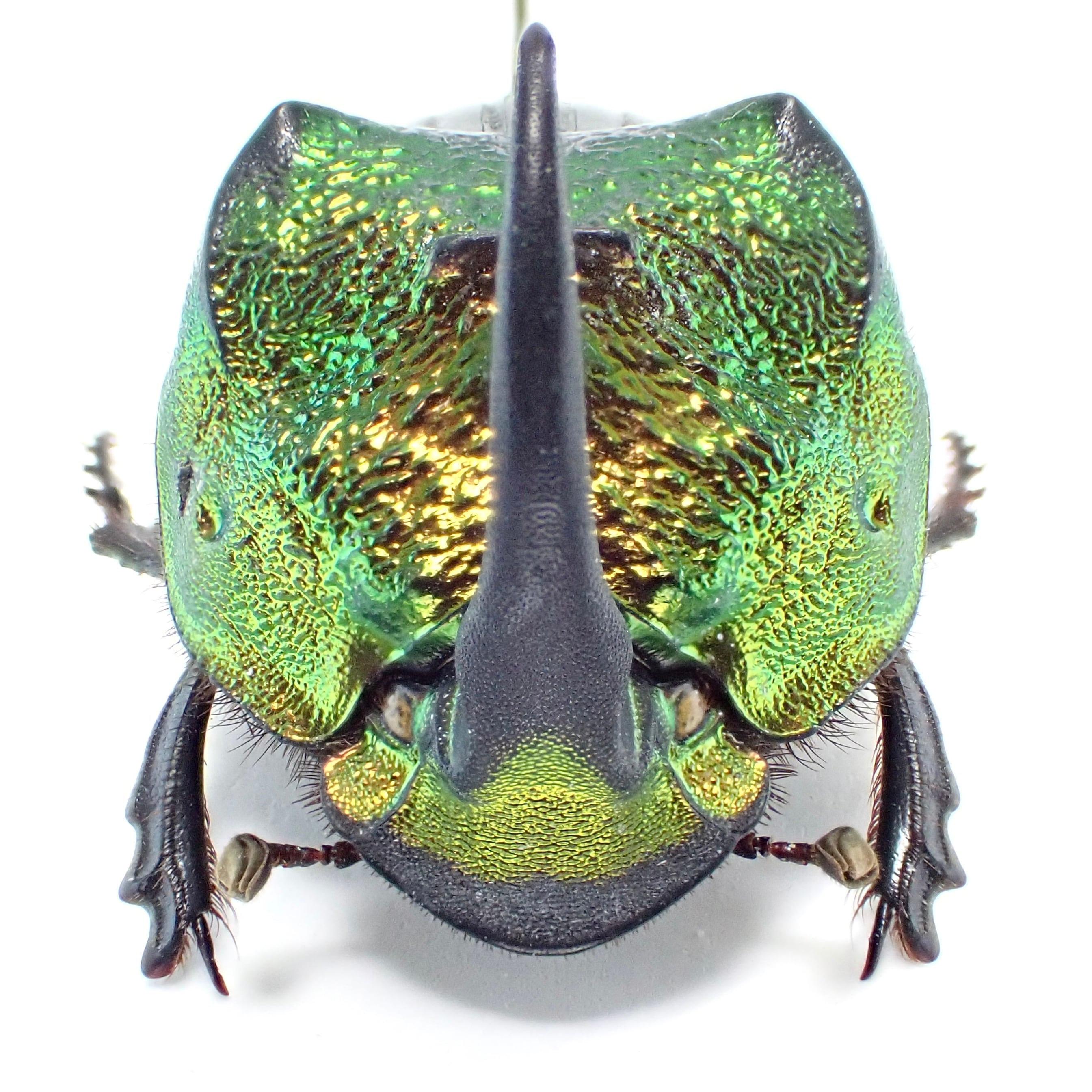 メキシコ産 Phanaeus mexicanus ♂ 22mm 緑橙 XL | 昆虫標本 Diggers