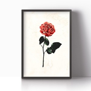 アートポスター / Red rose　eb052