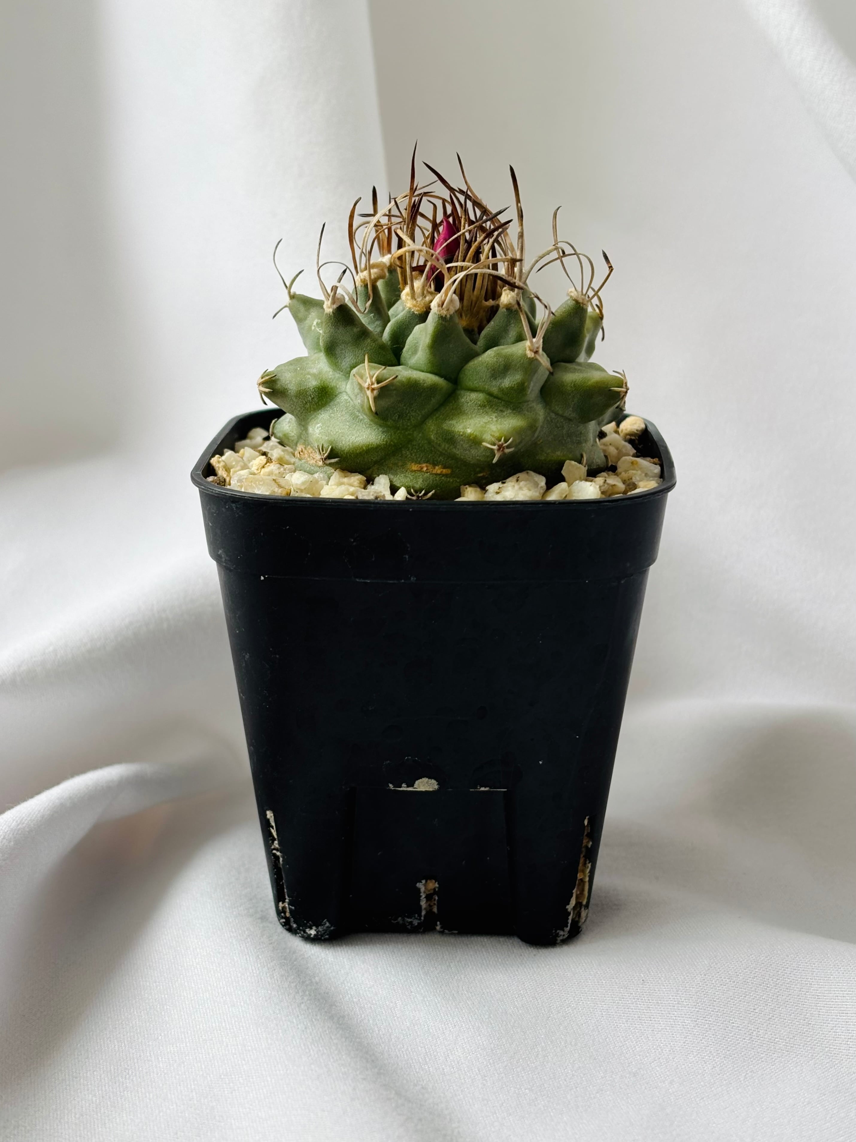 Turbinicarpus alonsoi ツルビニカルプス アロンソイ サボテン