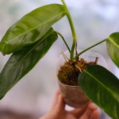 フィロデンドロン パトリシアエ / Philodendron patriciae⑥ / 観葉植物