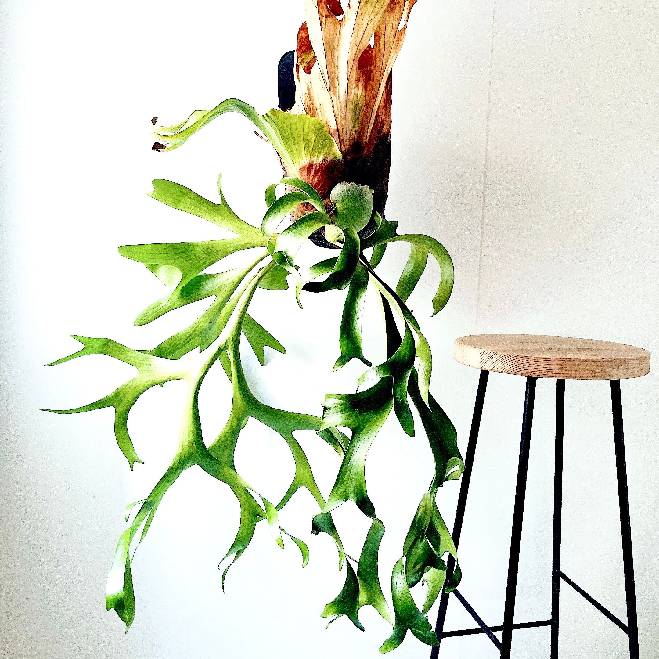 【一点物】圧倒的迫力・大型ビカクシダ コロナリウム（H80cm×W55cm） 一点物】圧倒的迫力・大型ビカクシダ コロナリウム（H80cm×W55cm