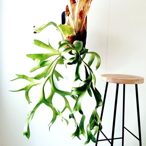 【一点物】圧倒的迫力・大型ビカクシダ コロナリウム（H80cm×W55cm）