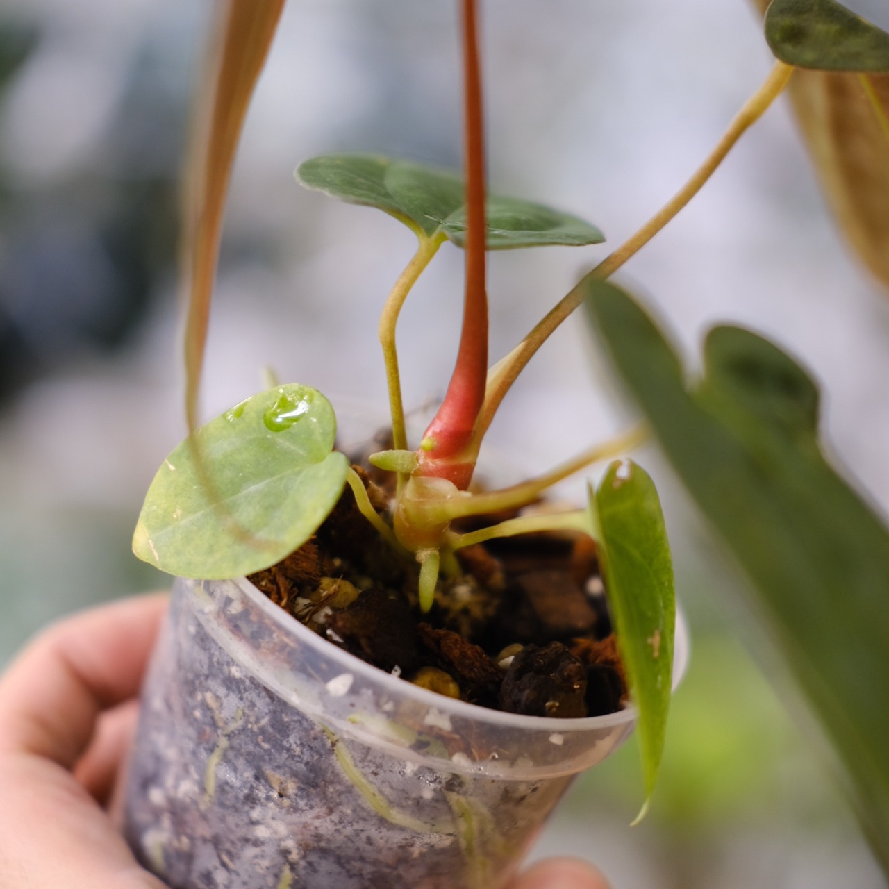 Anthurium Papillilaminum Guna Yala x Forgetii Dark④│観葉植物