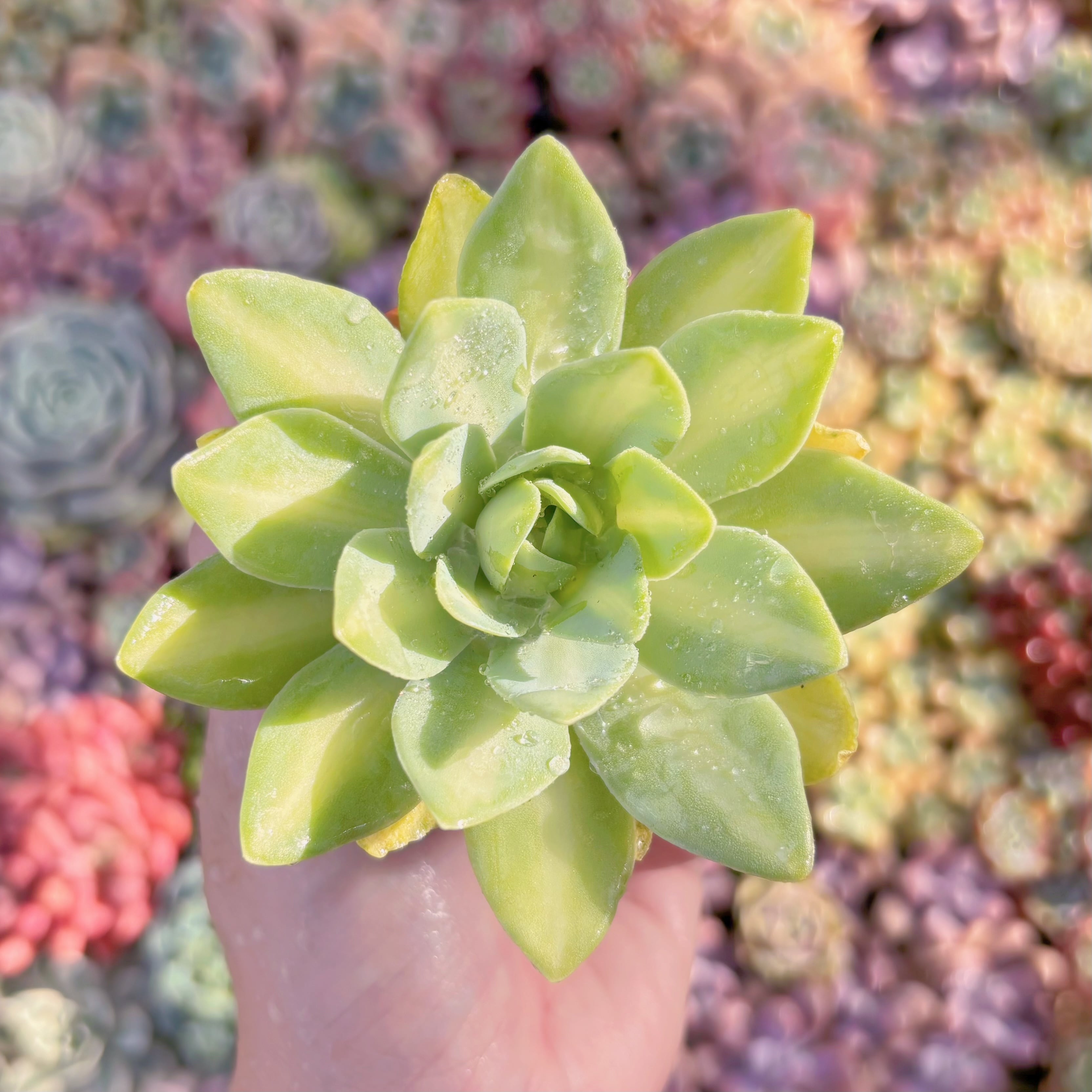 多肉植物　鳳凰錦　新入荷　るる農園