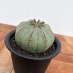 Euphorbia obesa【ユーフォルビア・オベサ・実生】