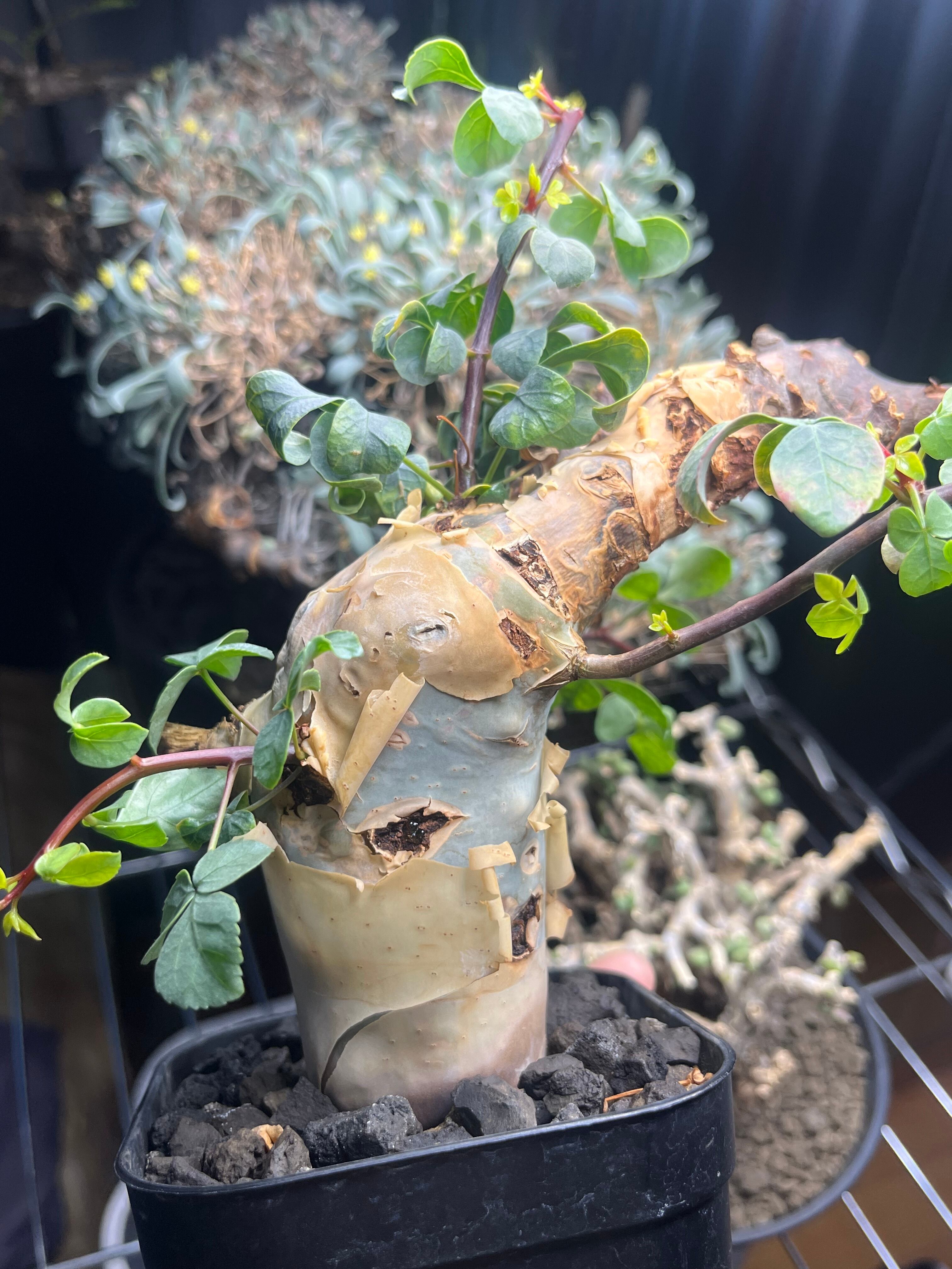 コミフォラ カタフ ピュアソマリア Commiphora グラキリス パキプス 発