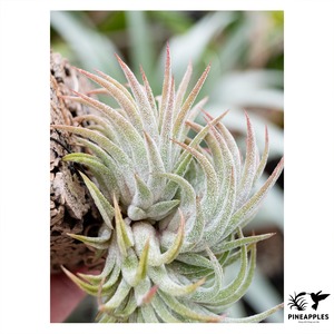 Tillandsia ionantha (Thick Leaf)