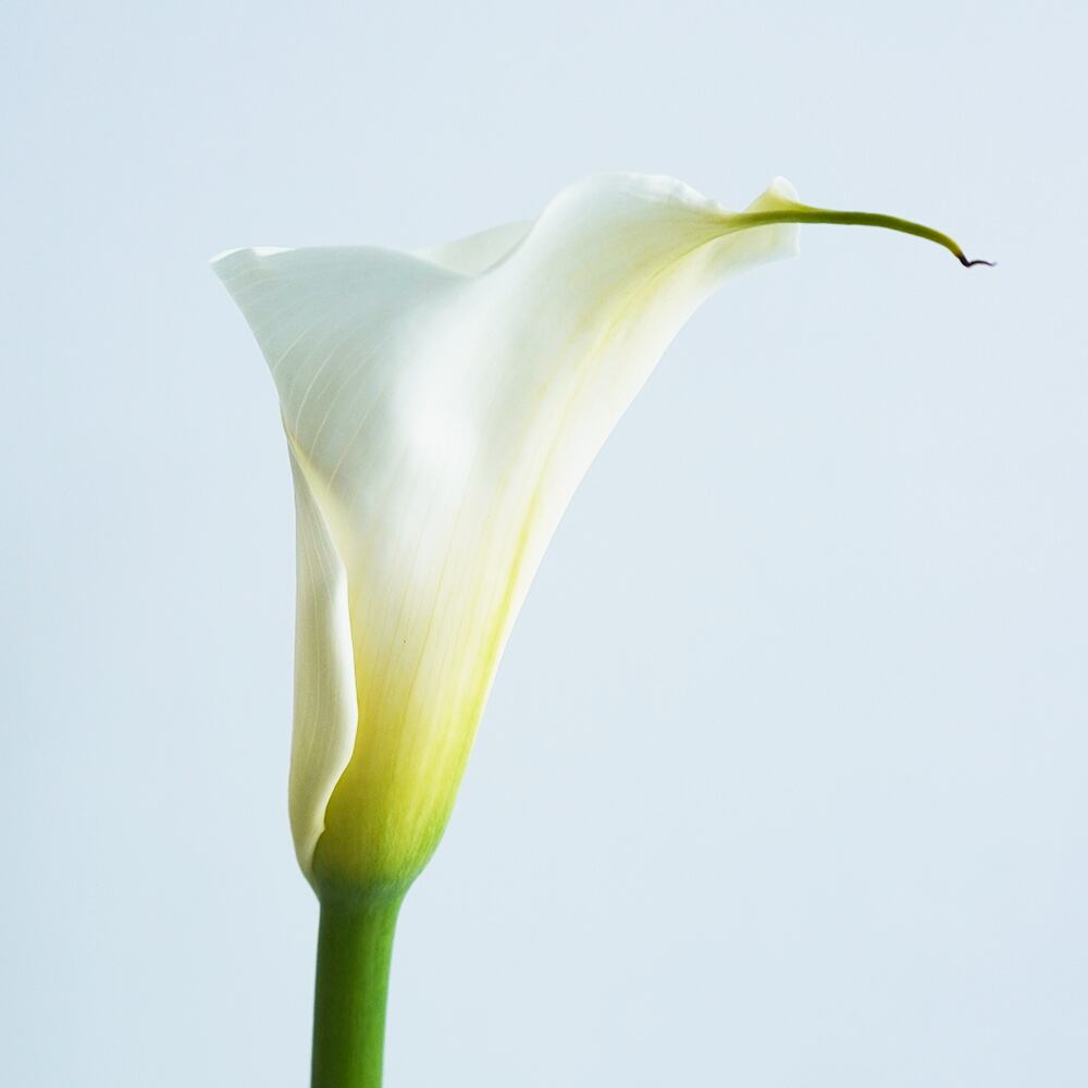 カラー ウェディングマーチ 5本 千葉県 君津市小糸花卉園芸組合 送料込 よいはな Yoihana 最高品質のお花をお届けするネット通販