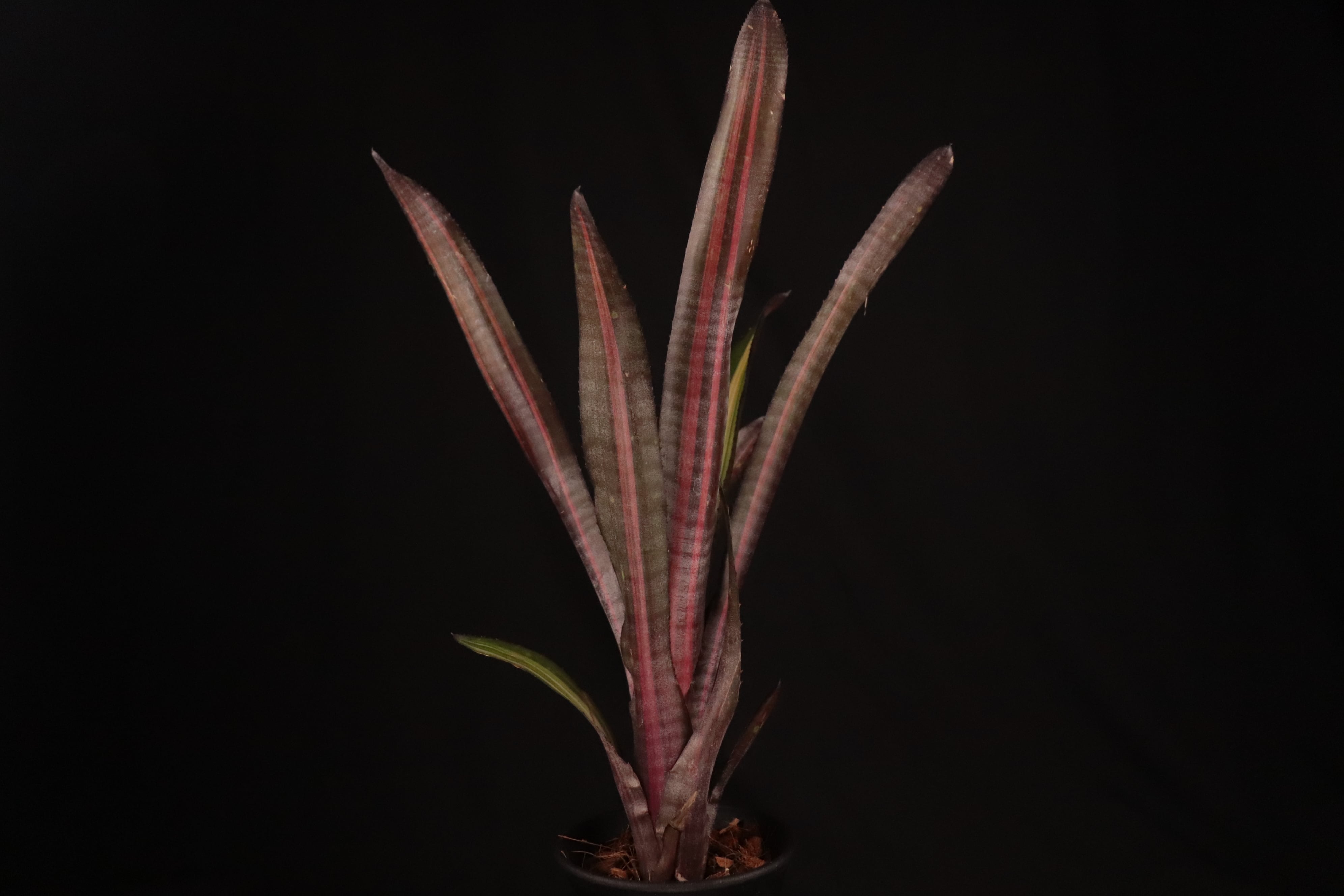 送料無料】Billbergia 'Allan Ladd'〔ビルベルギア〕現品発送B0178