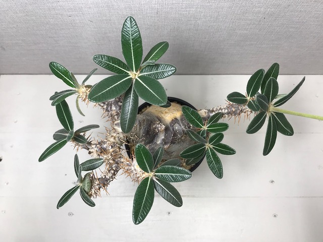 パキポディウム カクチペス