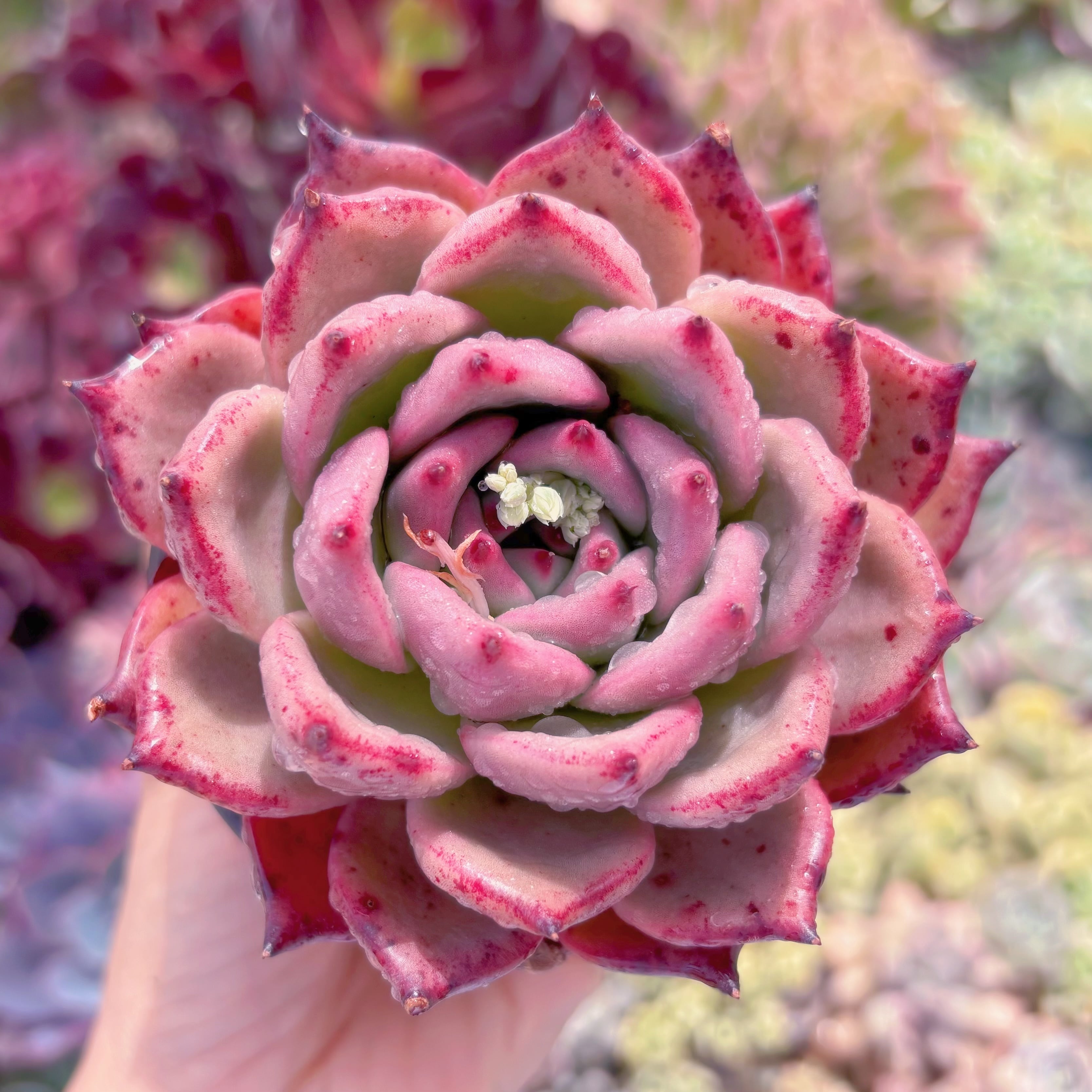 現品　ロメオxマリア#D16　大苗　るる農園