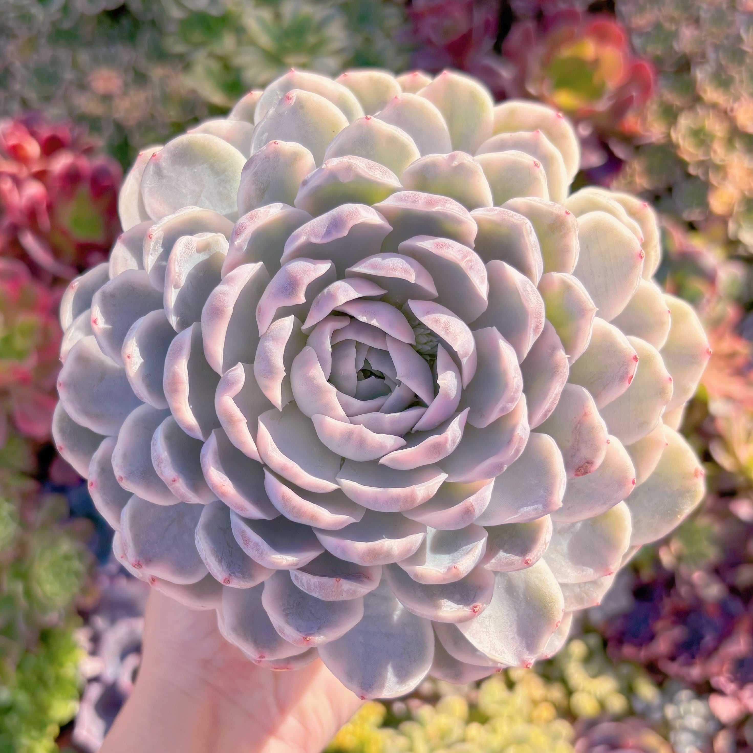 現品　スノーボール錦#M098　大苗　在庫僅少　新入荷　るる農園