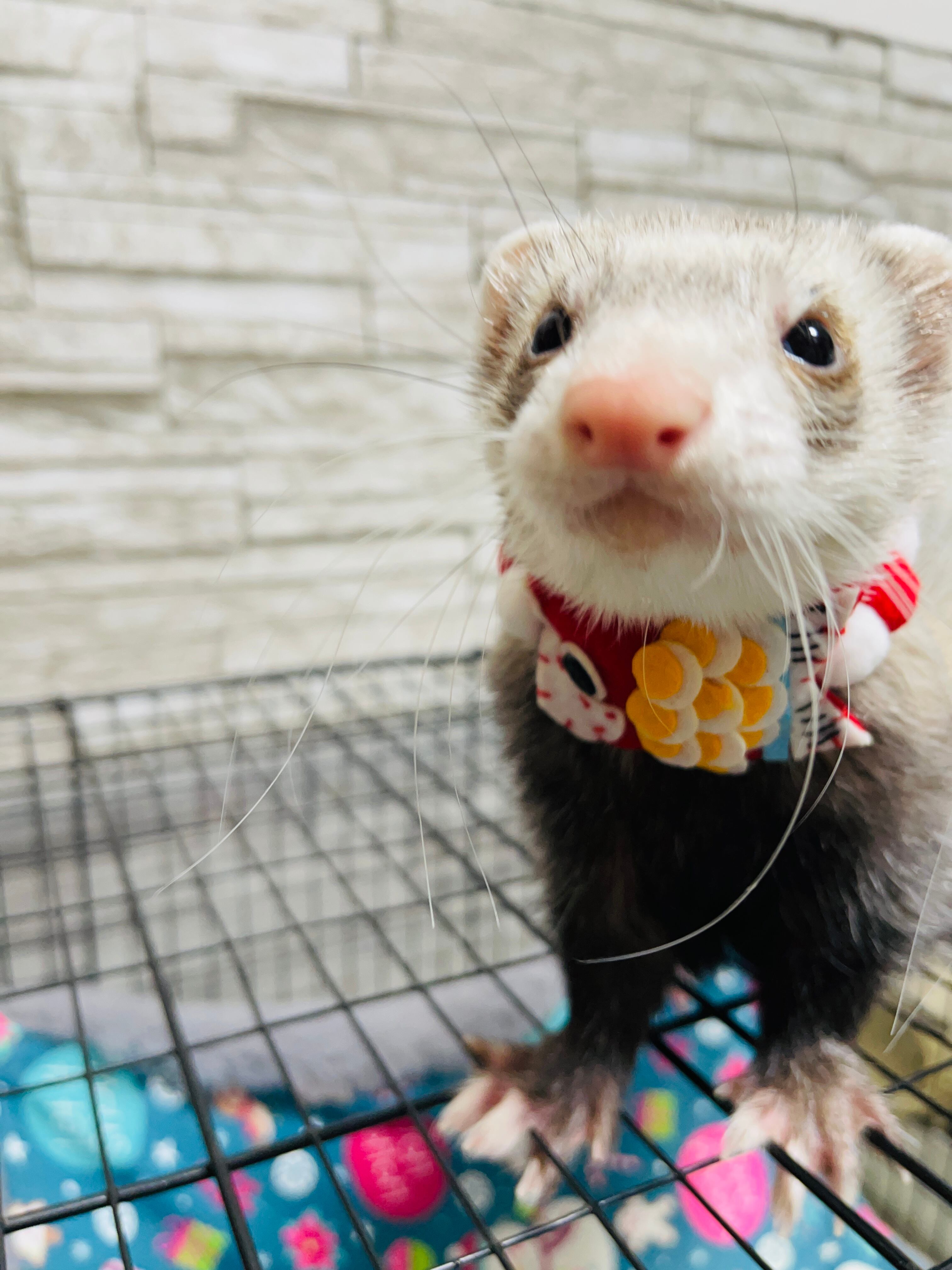 フェレットグッズ | cocoa