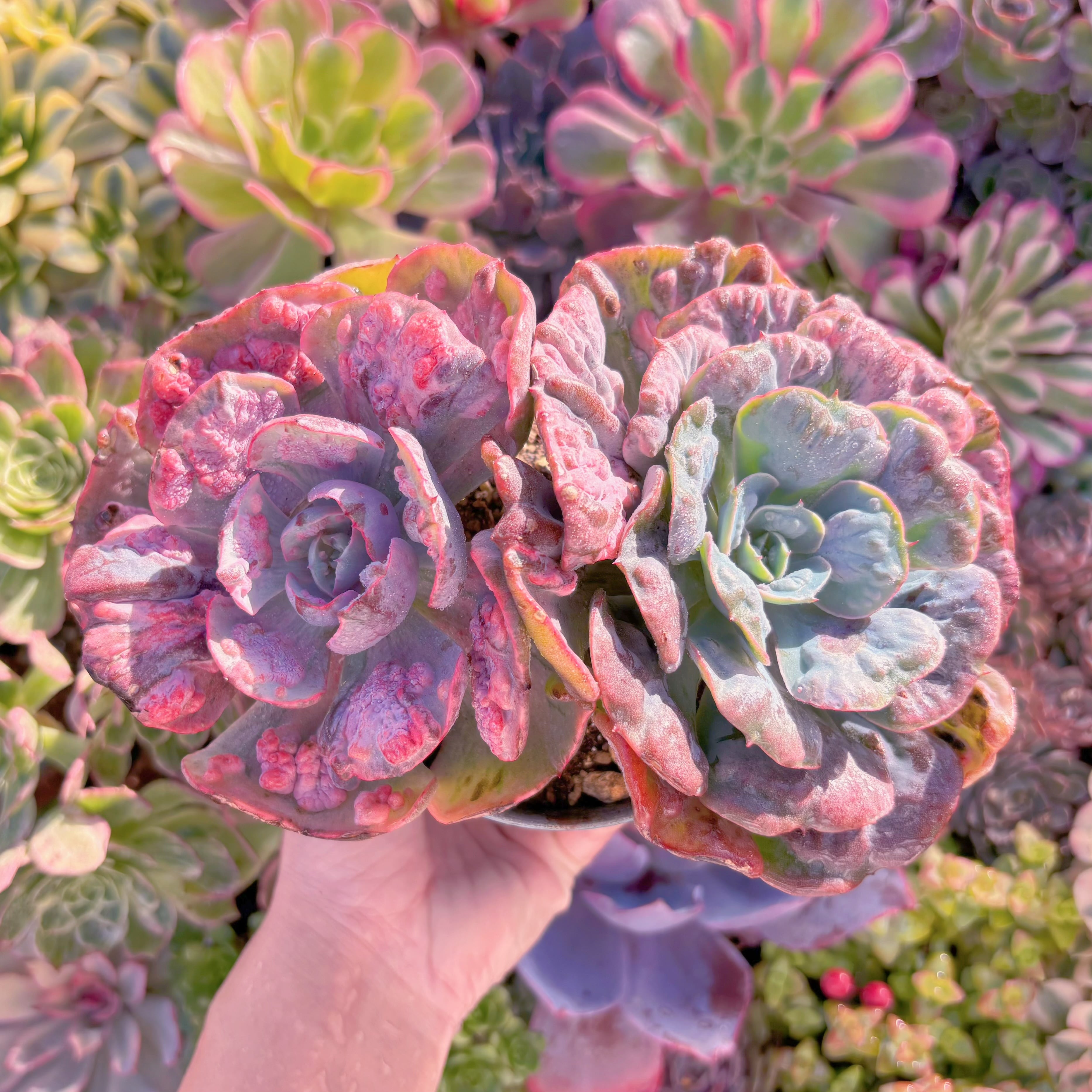 現品　ビヨンセ錦#A006　希少2頭大群生　新入荷　るる農園