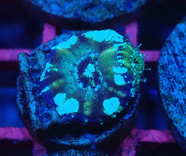 Scolymia BabyGarden