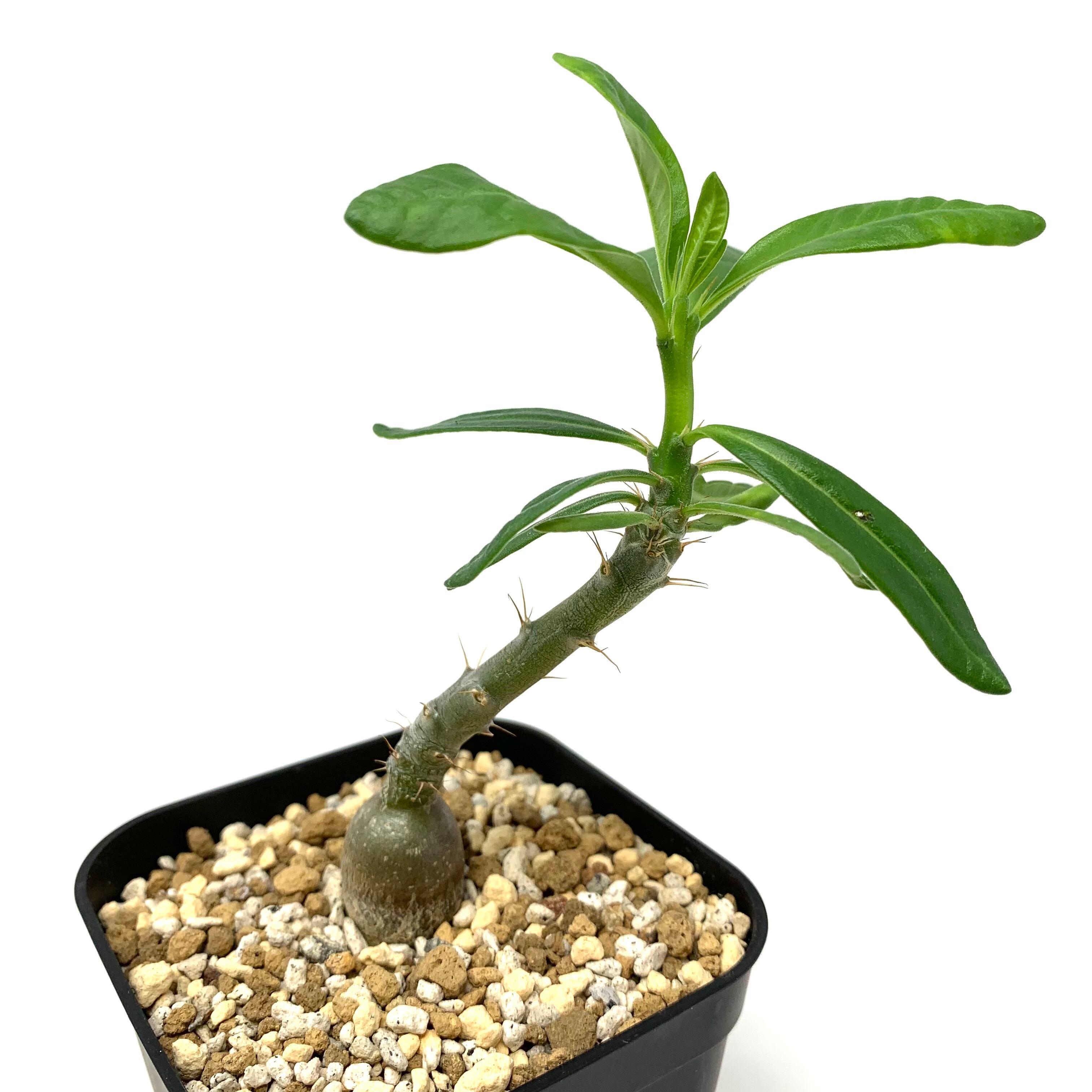 限定 クーポン10% パキポディウム サキュレンタム 実生2-452