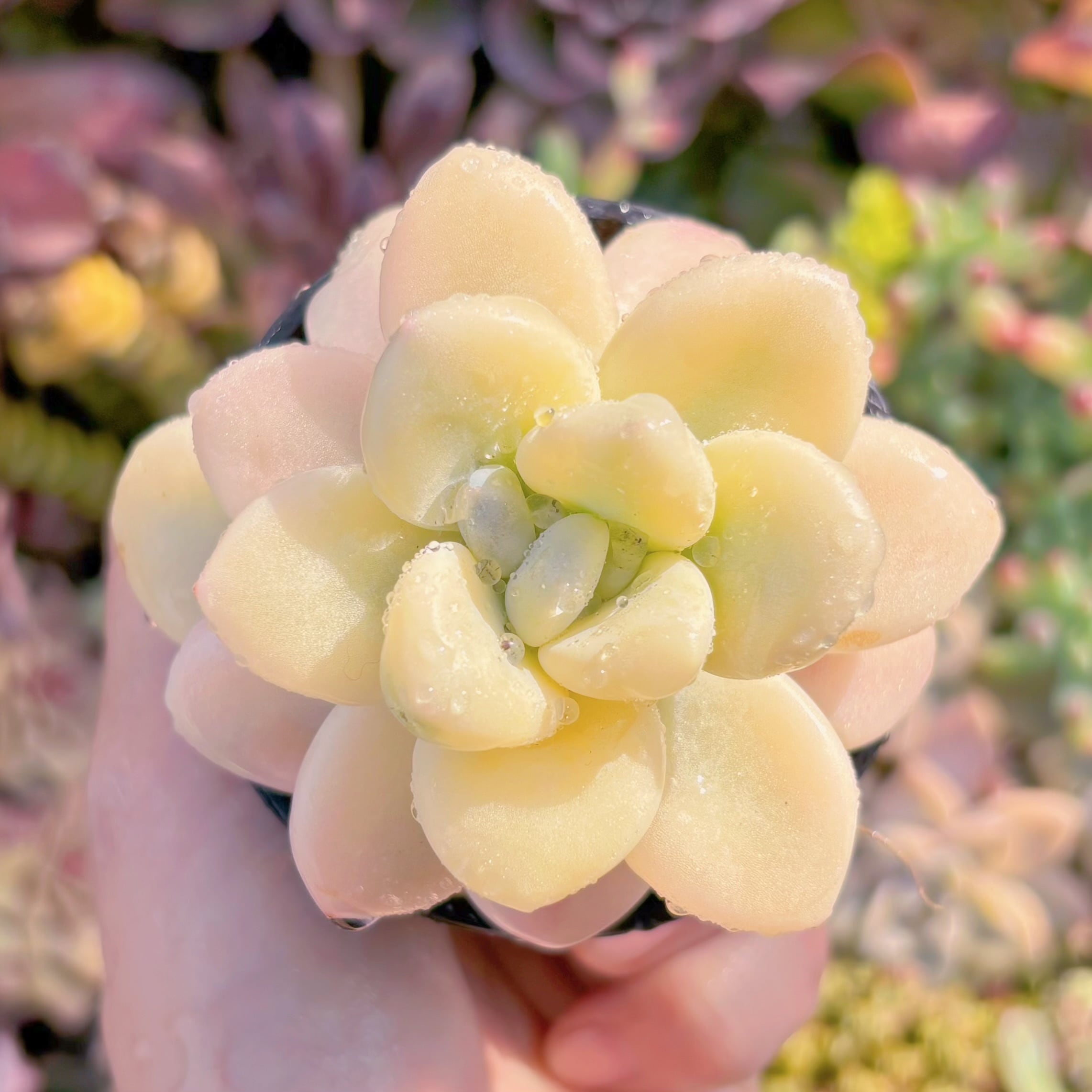 現品　マカロン錦#F214　るる農園