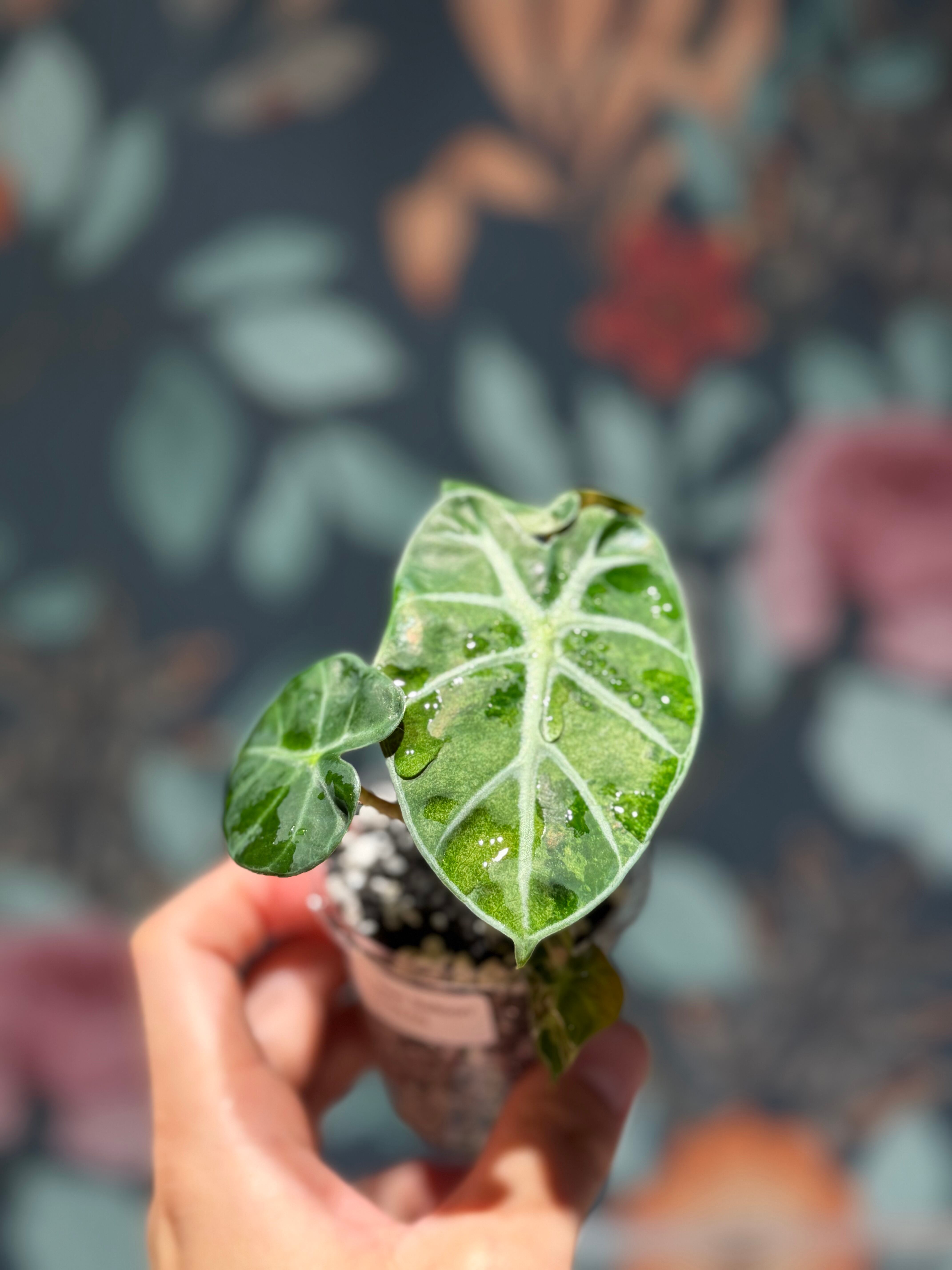 希少】Alocasia Heart Balloon Pink | RARE PLANT LAB