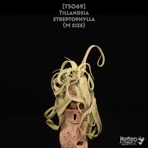 【送料無料】streptophylla M〔エアプランツ〕現品発送T5069