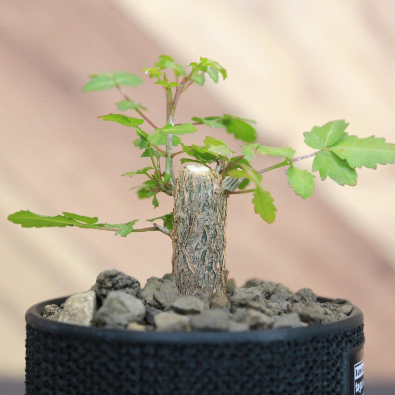 Bursera fagaroides ブルセラ ファガロイデス / 小株(3号鉢)/Lot.002