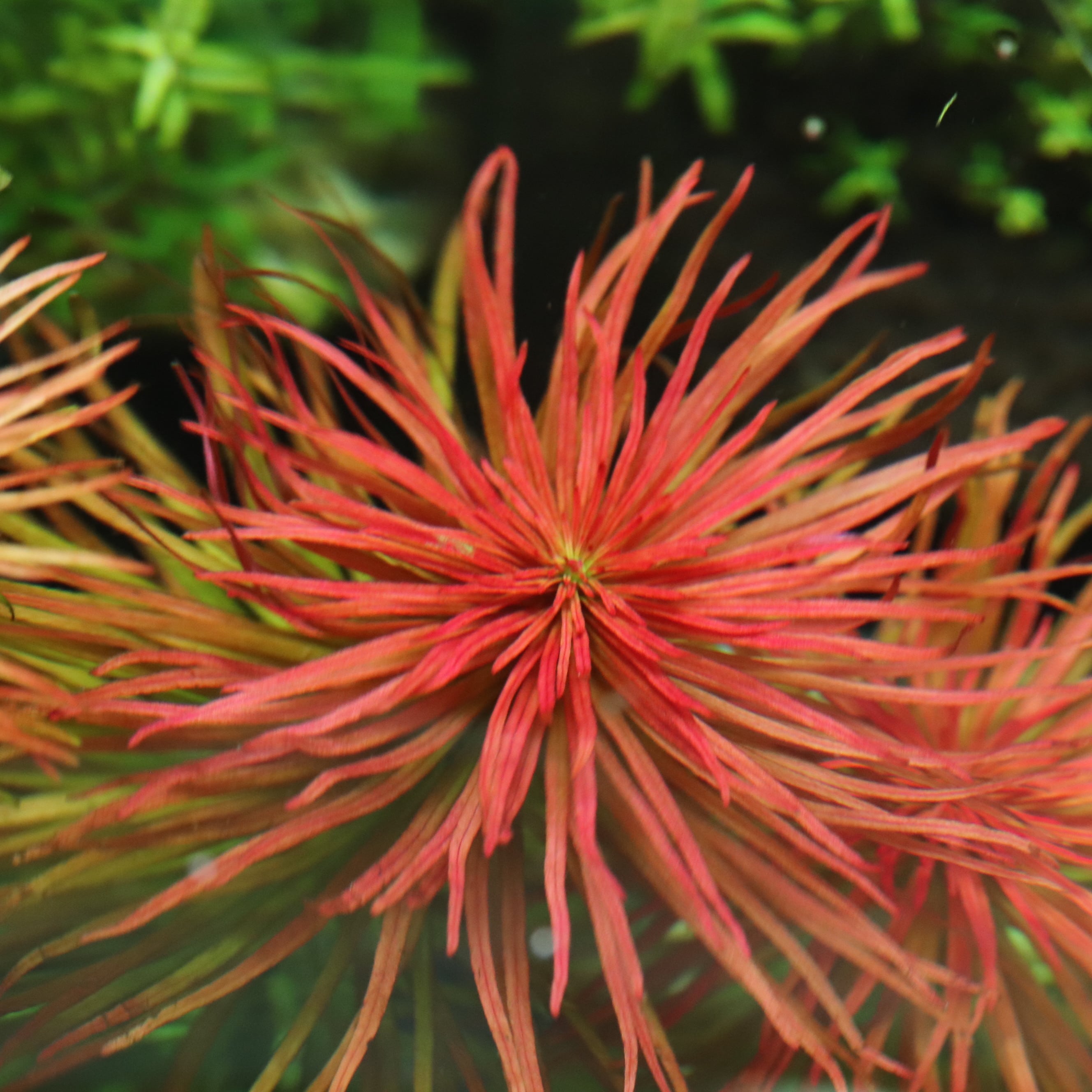 水草 | aquarium shop earth