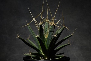 レウクテンベルギア プリンキビス 〈晃山〉