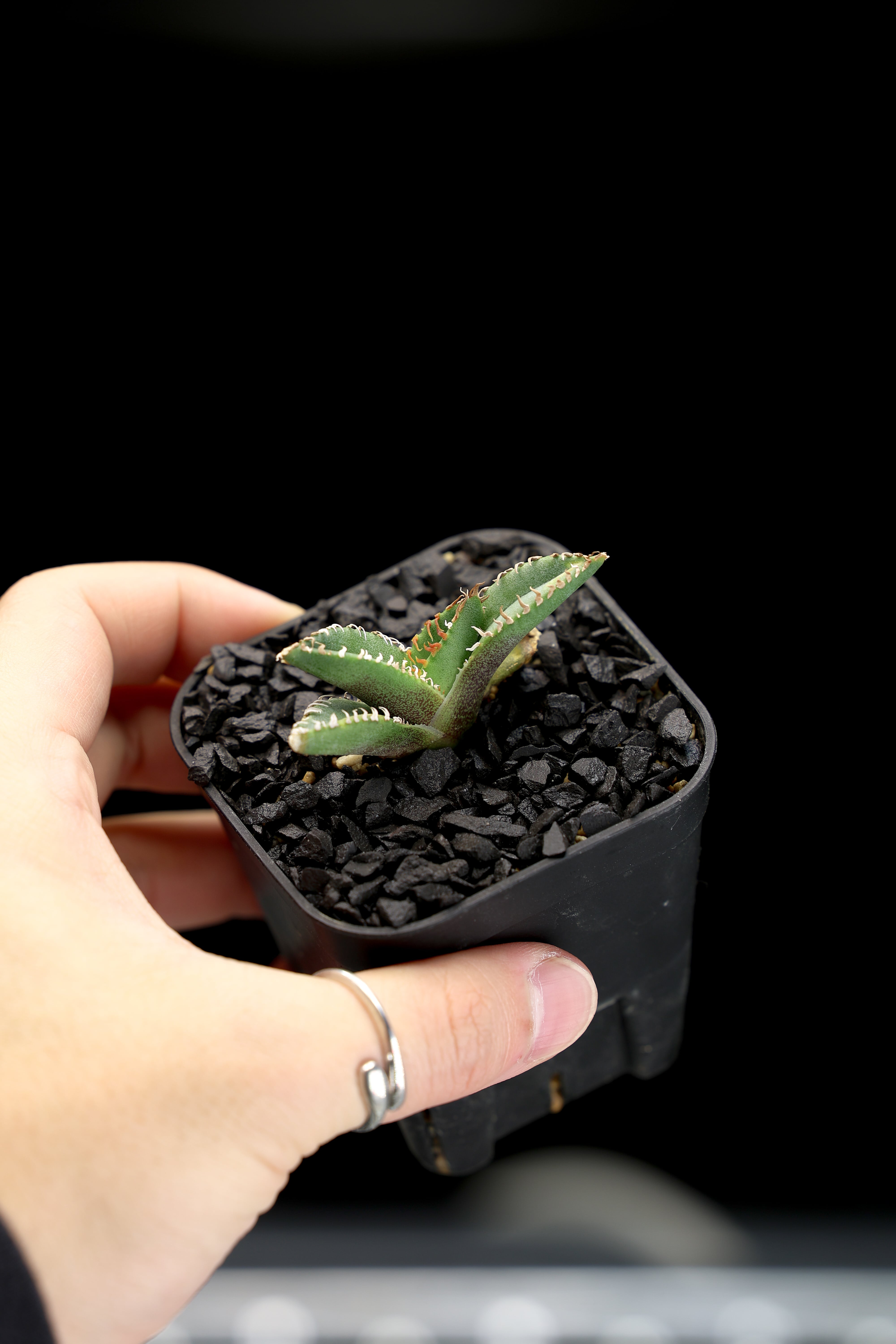 KAMUI PLANTS LABO