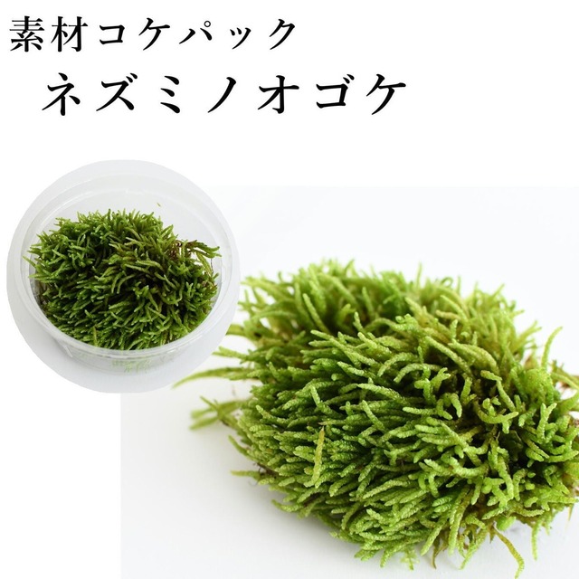 ネズミノオゴケ　苔テラリウム作製用素材苔