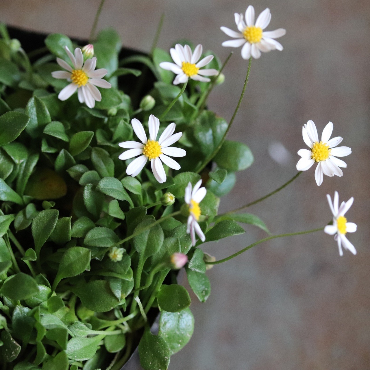 極小のお花で押し花にもオススメ〜ペビリアンデージー