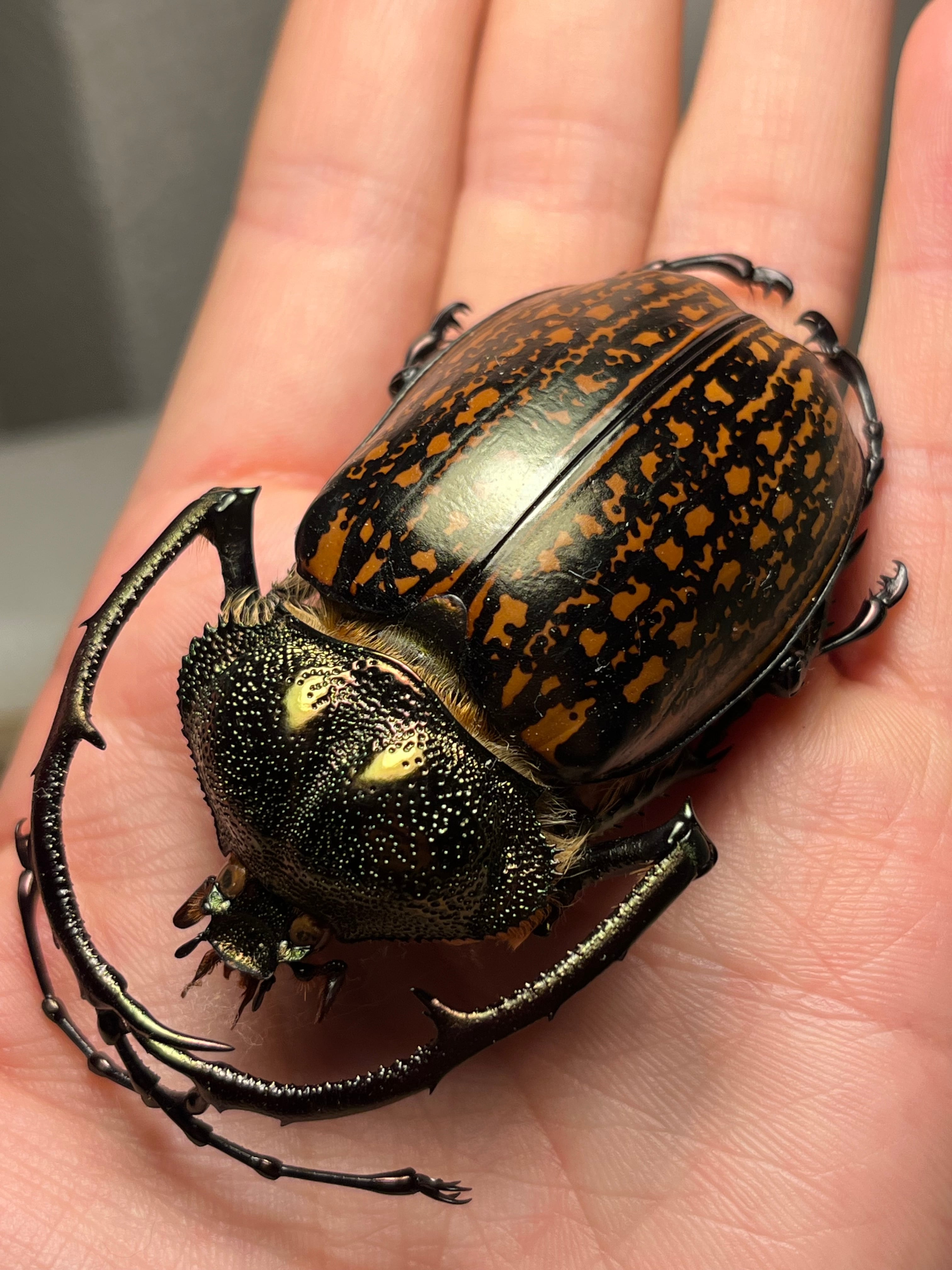 62mm】多分 赤 ゲストロイテナガコガネ カメムシサシガメ甲虫昆虫標本