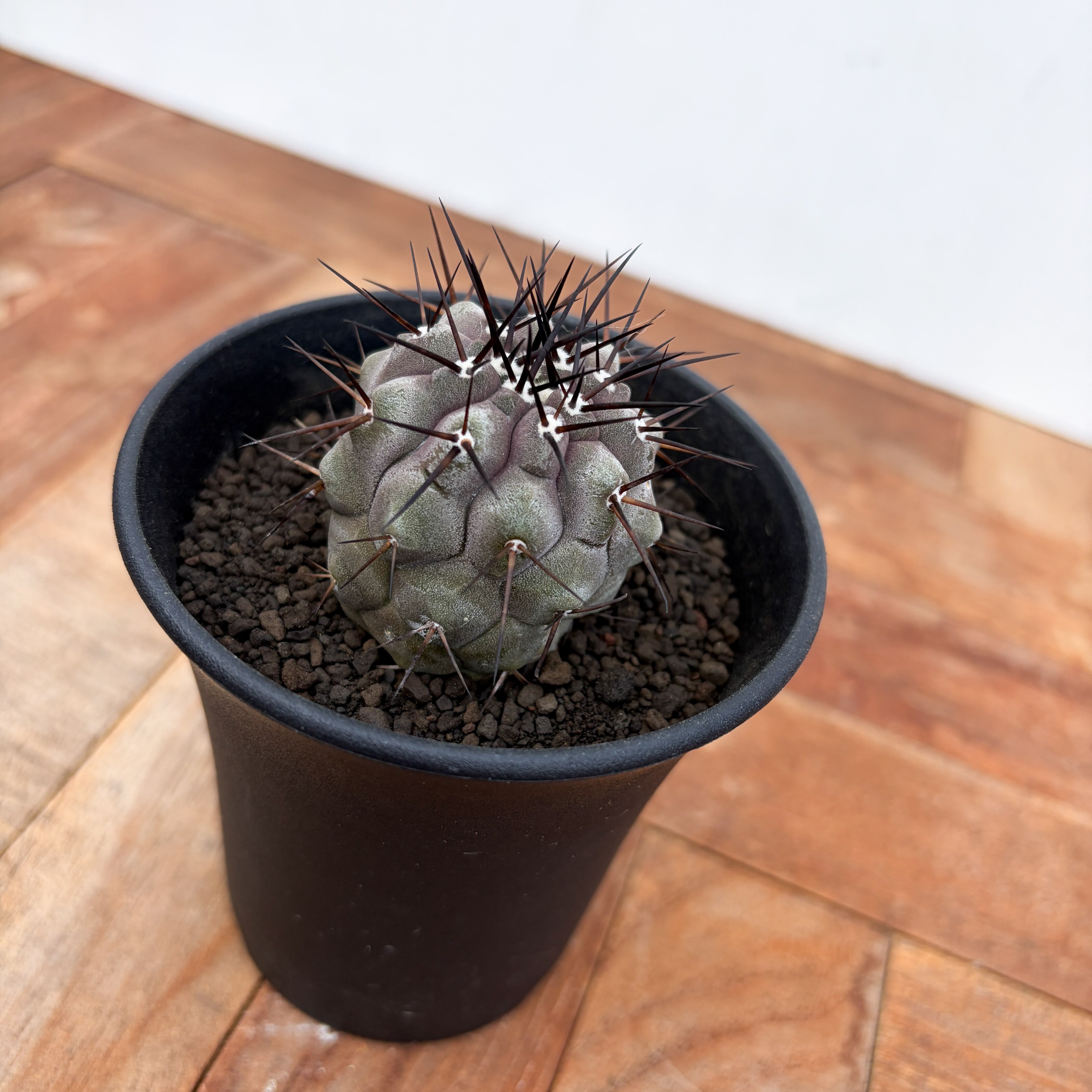 Copiapoa cinerea【コピアポア・黒王丸・実生】 | RIMO'S GREEN