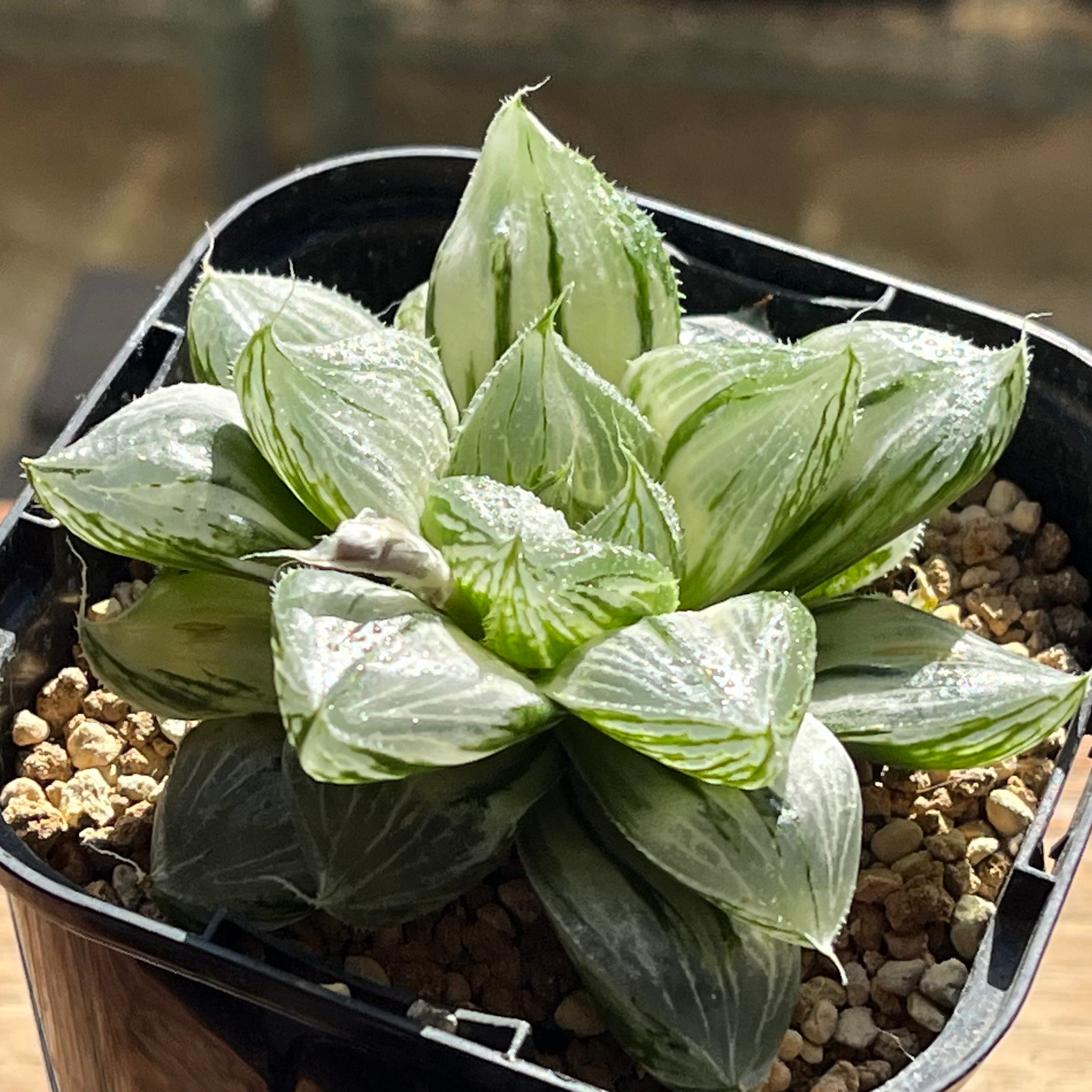 ALL ITEM | mocono_plants