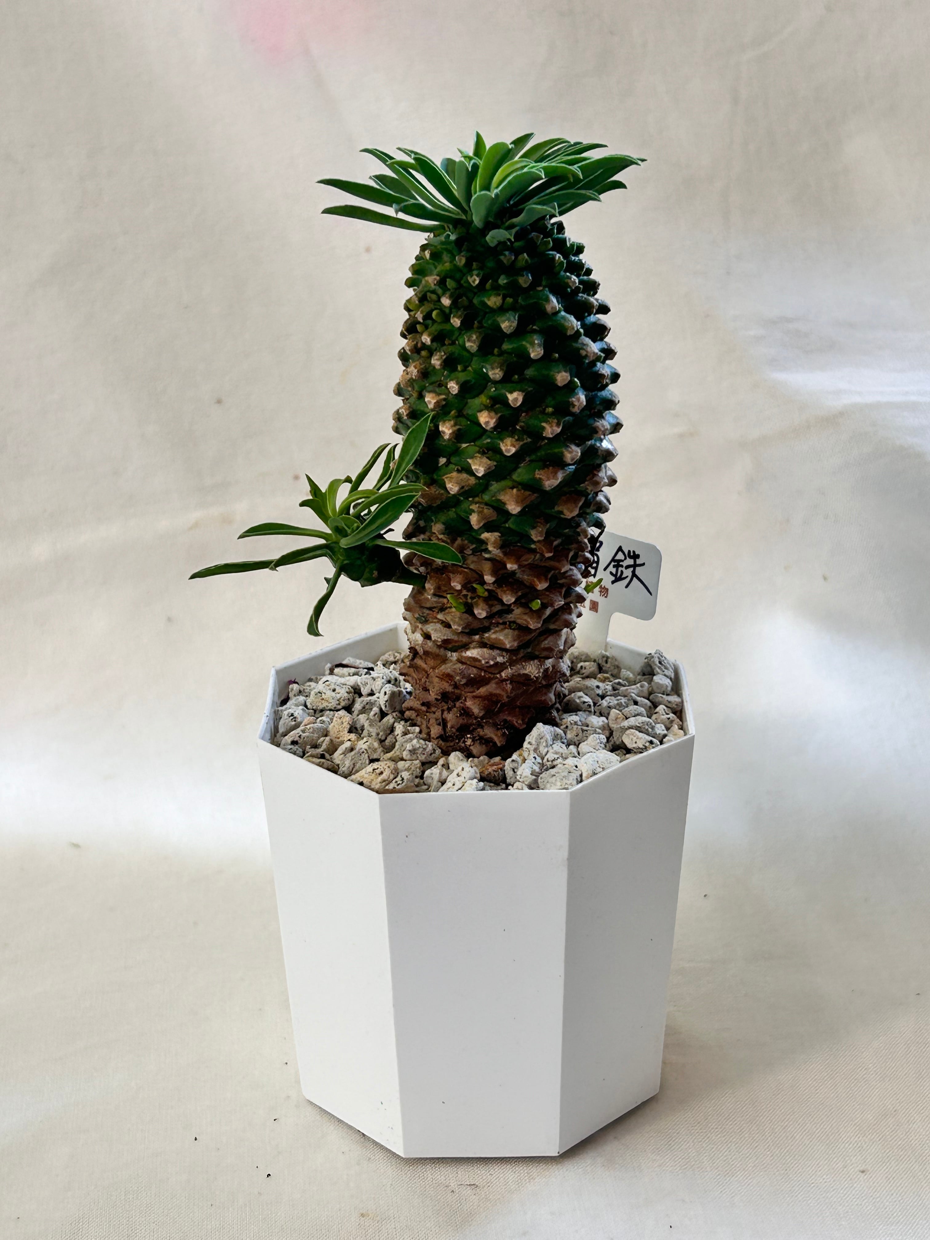 多肉植物 | GREEN JAM foliageplant