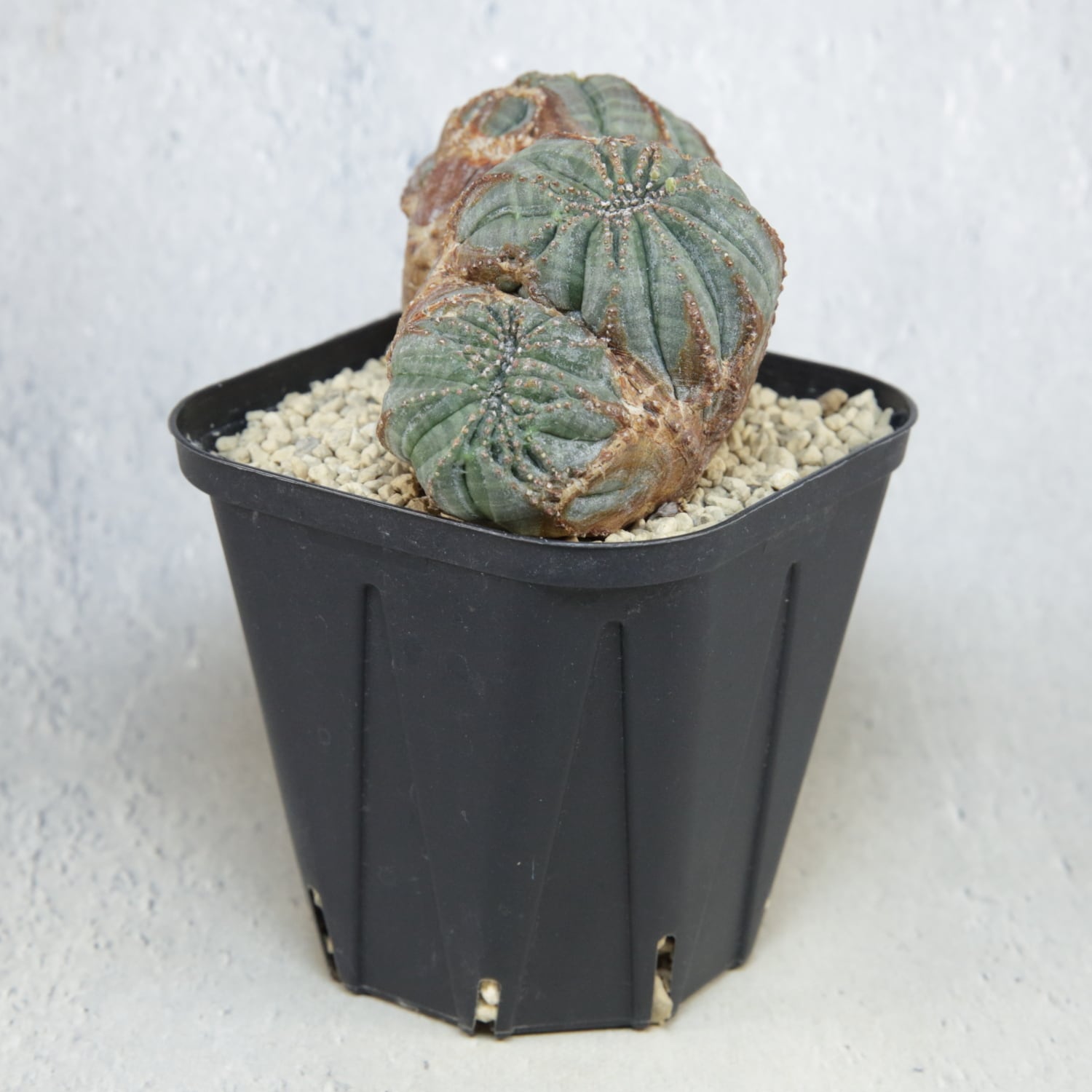 オベサ　綴化　厳選　コレクション株　ユーフォルビア オベサ 綴化 厳選 コレクション株 ユーフォルビア オベサ 綴化 厳選