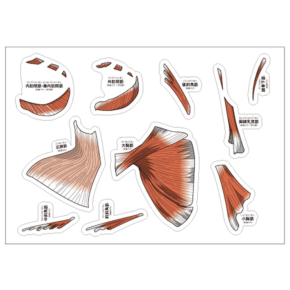 からだの白地図 筋肉・付着部の解剖冊子 からだの白地図 <筋肉編> | 筋膜アプローチセミナー オンライン
