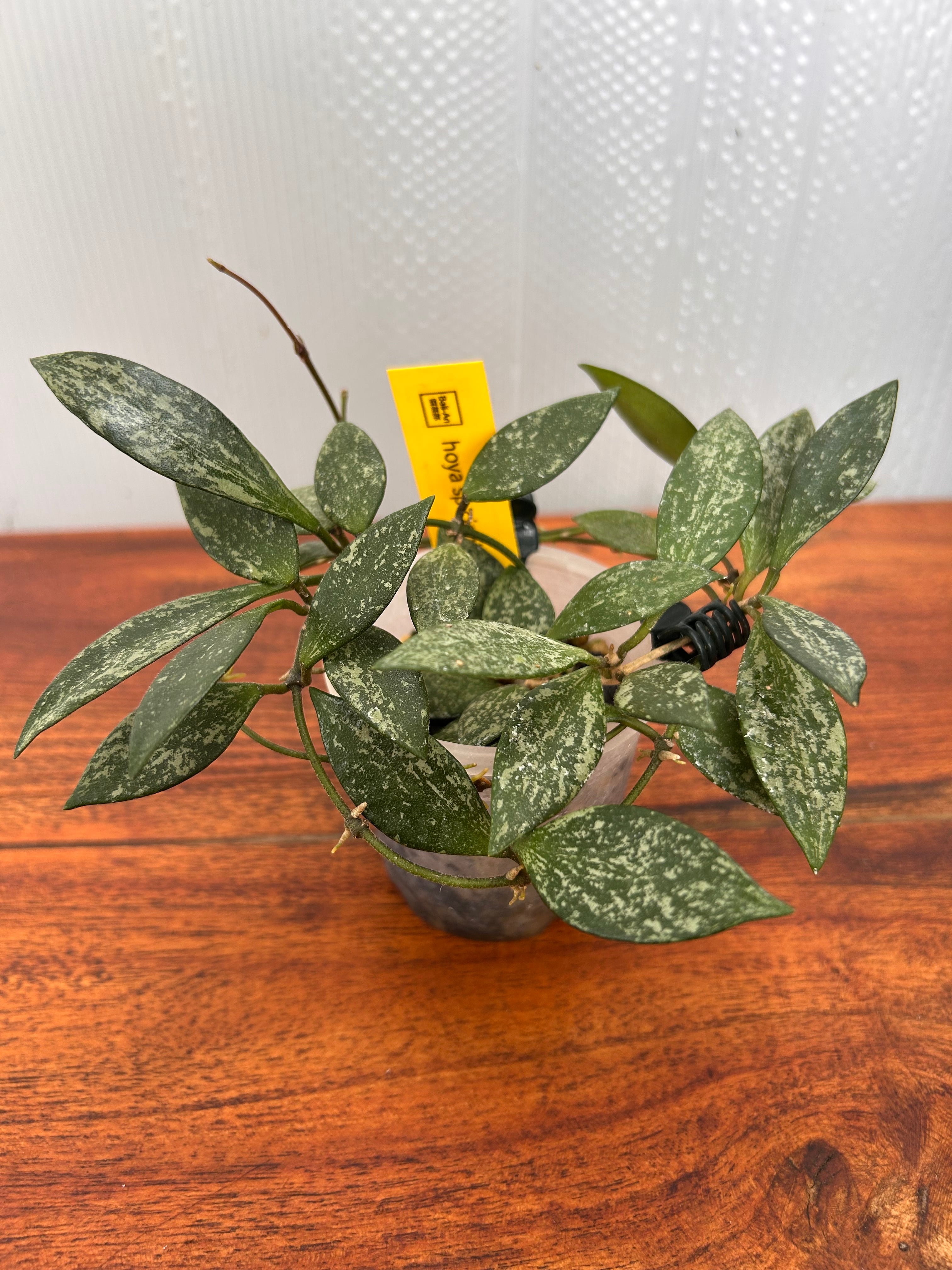 Hoya | BALI-AN 園芸