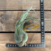 チランジア　セレリアナ【999】