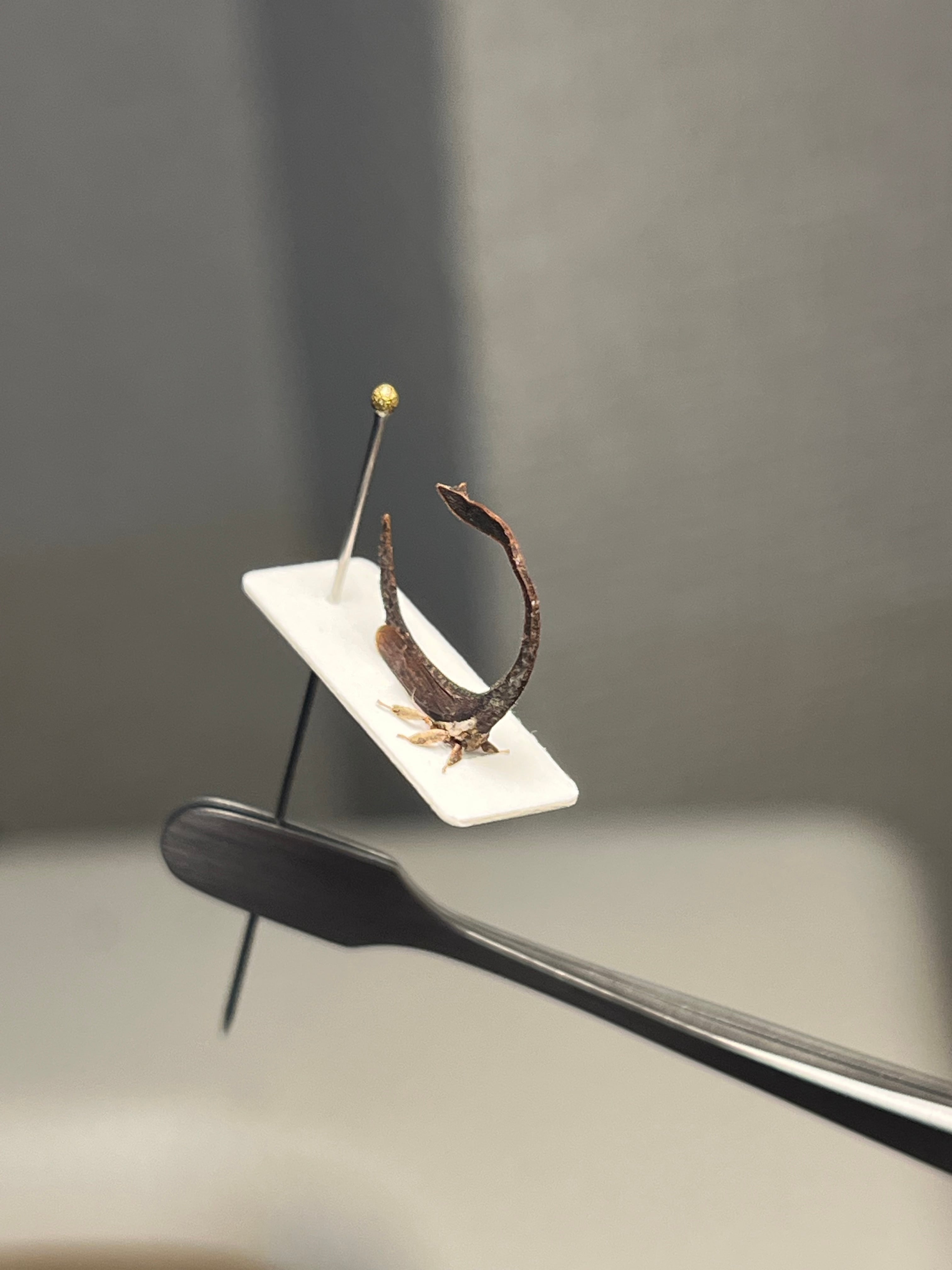 白鳥のようなミカヅキツノゼミの一種 標本セミ ホタル 蛍 タマムシ
